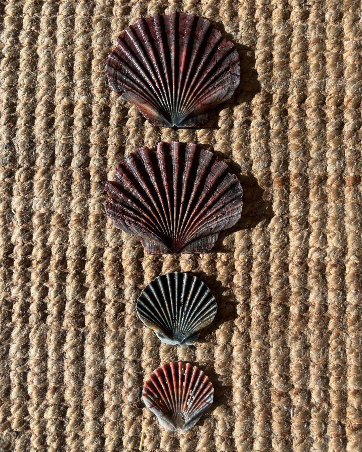 Almost everything will work again if you unplug it for a few minutes,
including you.

- Anne Lamott.

Sea shells from my morning walk.