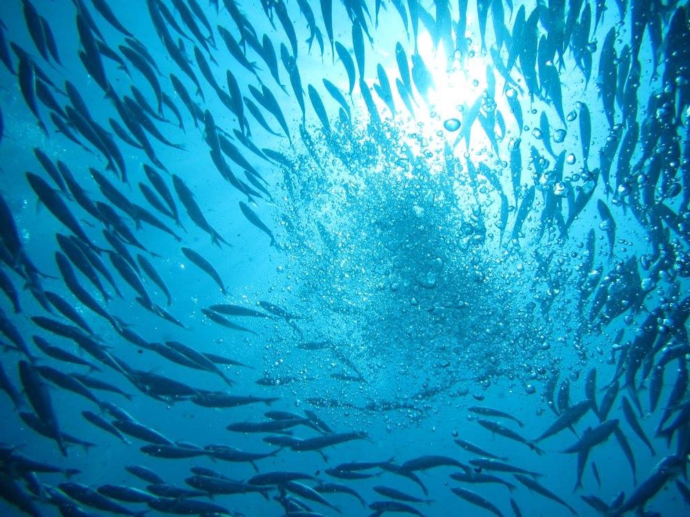 Fish bowl.JPG