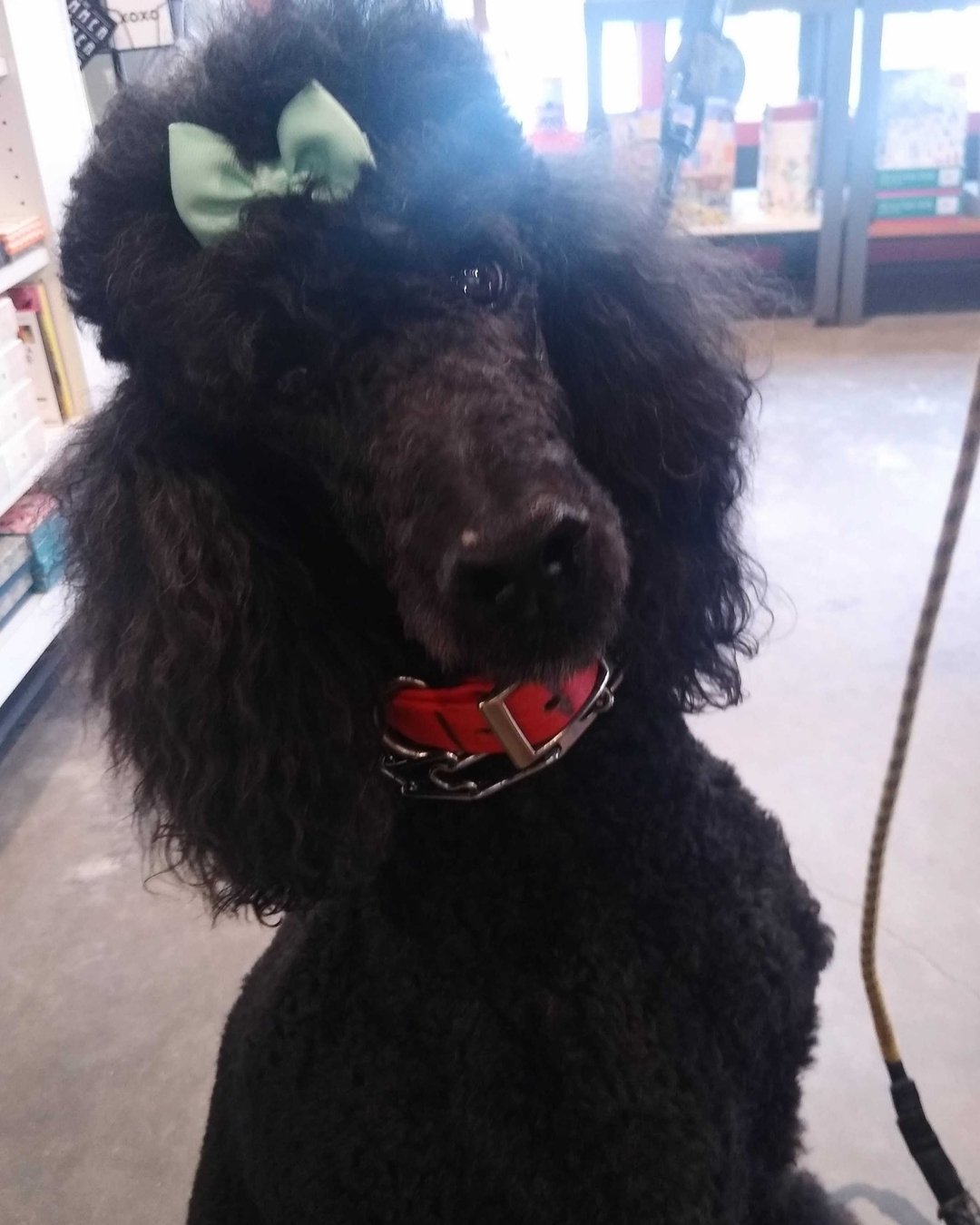 It's #nationalpetday! We're over here celebrating by thinking of all the adorable and floofy pets you bring to visit us at our stores every day. Here are a few we've been able to capture!