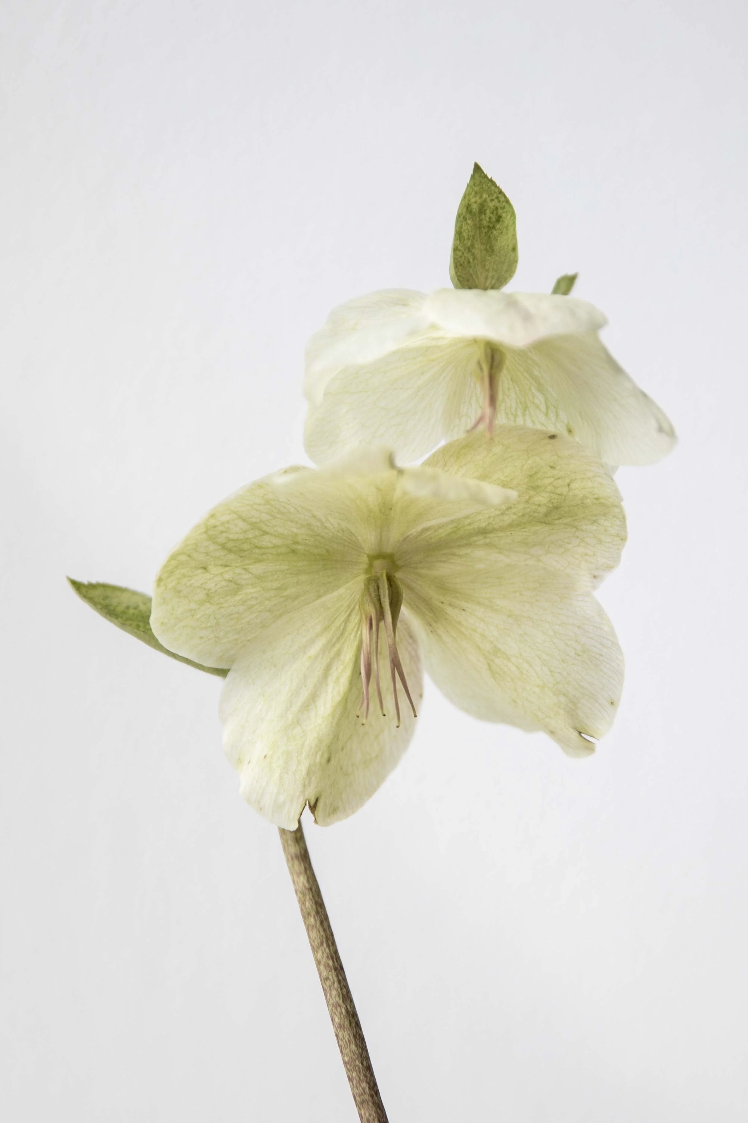 Flowers_Petal Fever5.jpg