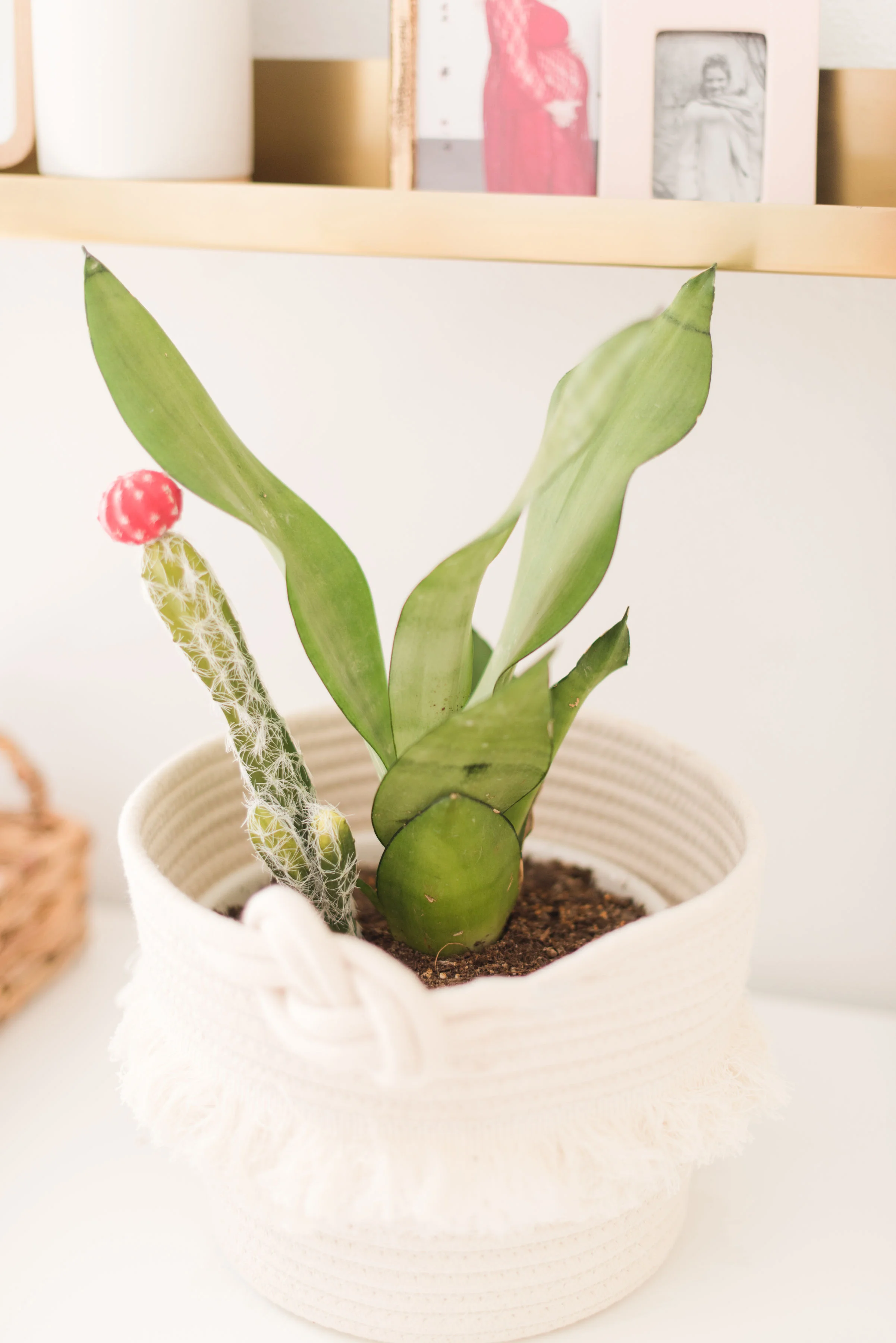Full Cactus Nursery Reveal — Two Babes & A Bundle