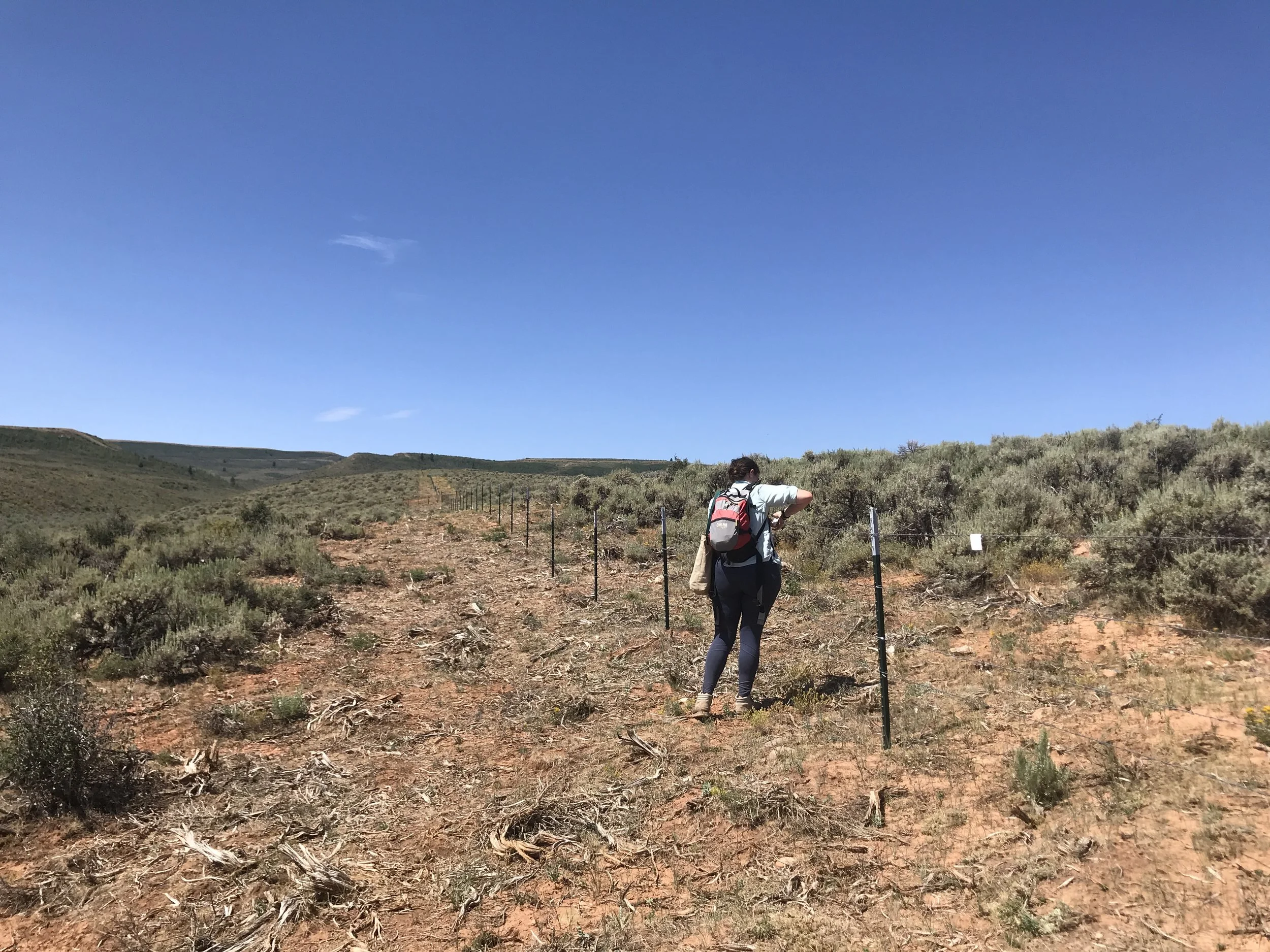 Working for Sage-grouse