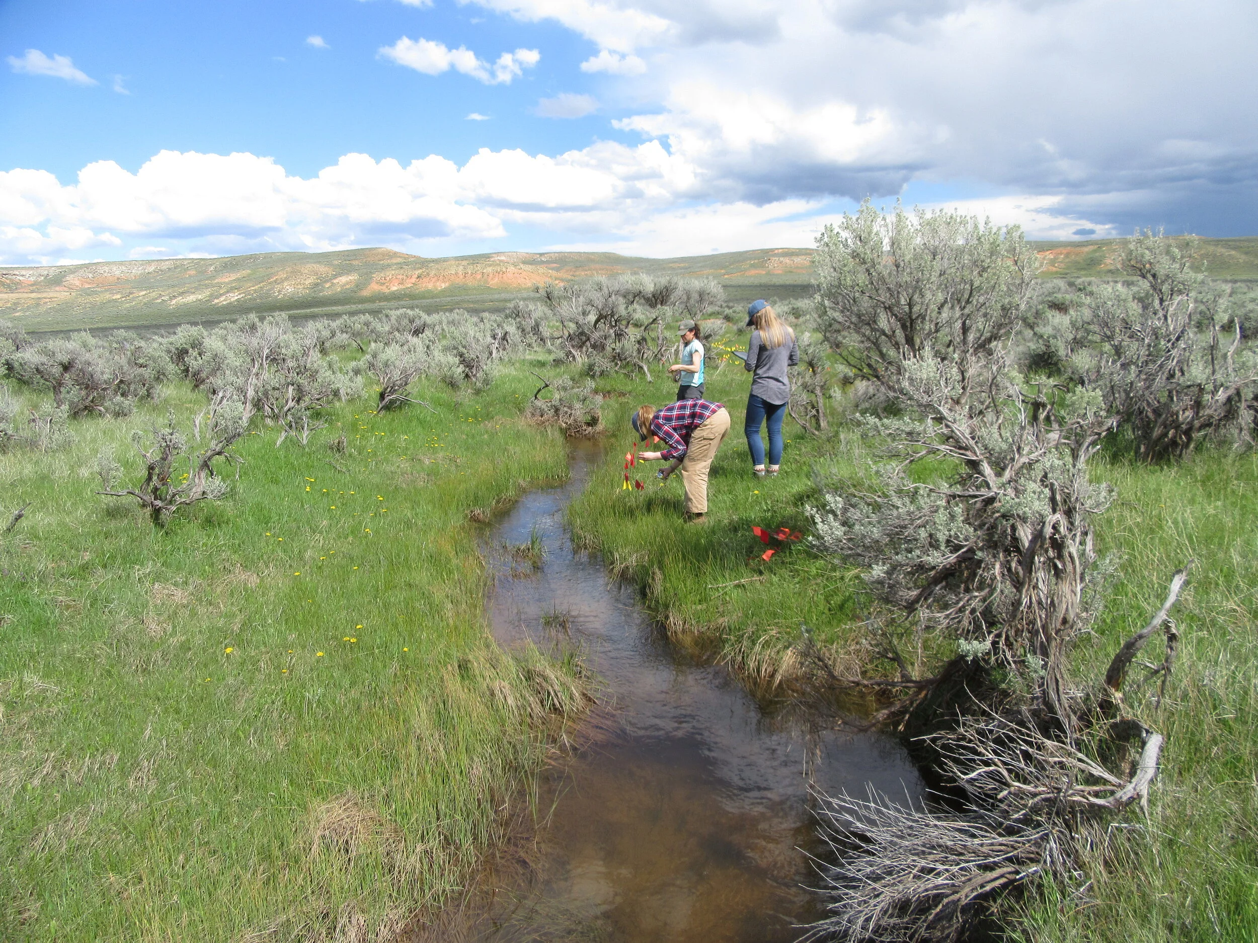 Collaborative partnerships in rangeland management