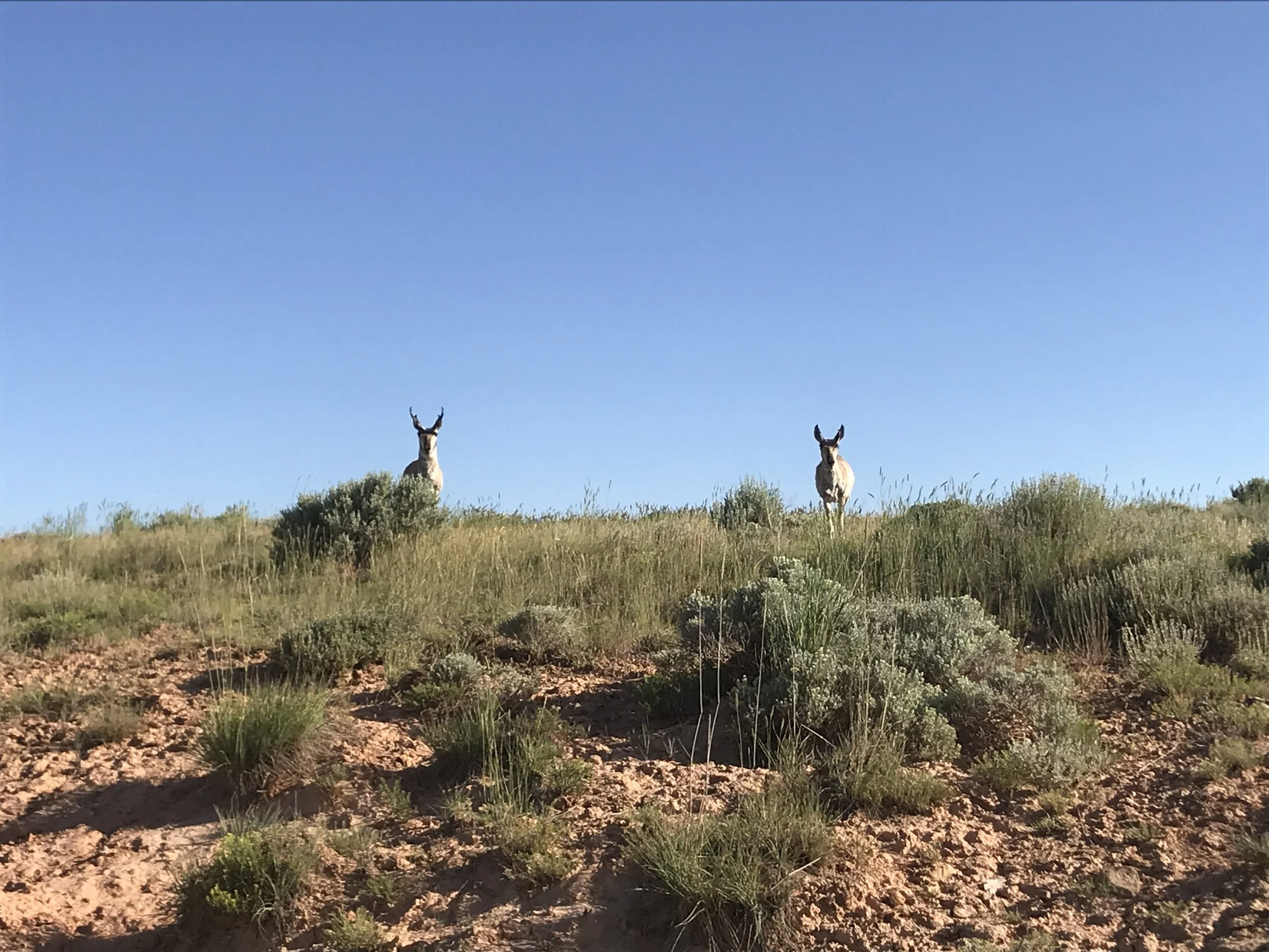 Wildlife Watch