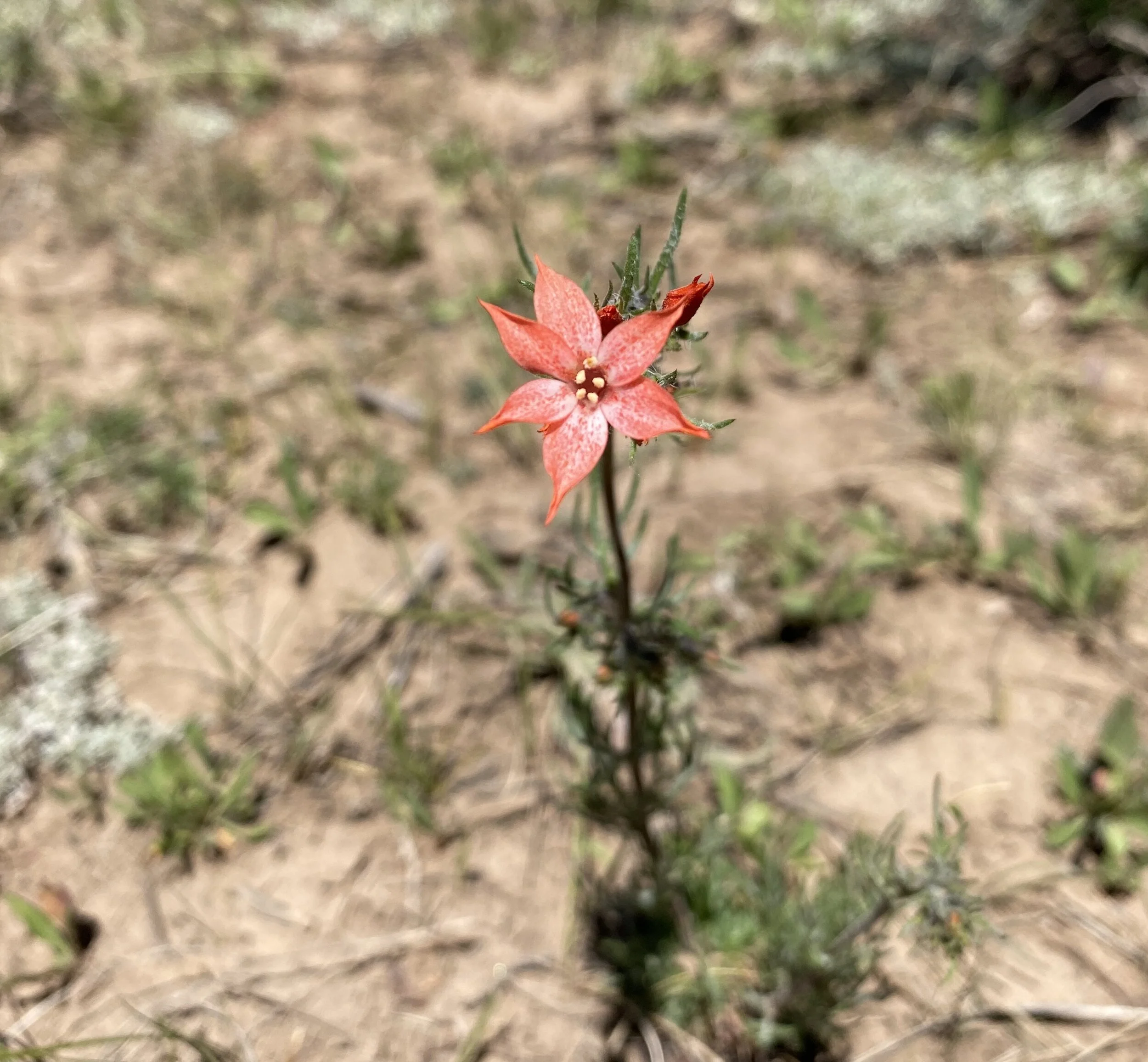 Plant Identification