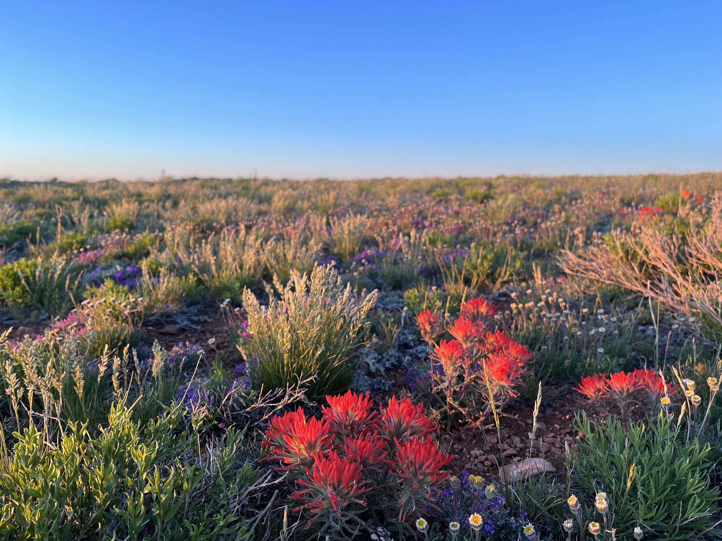 Introducing Our Rich County, UT Plant Guide