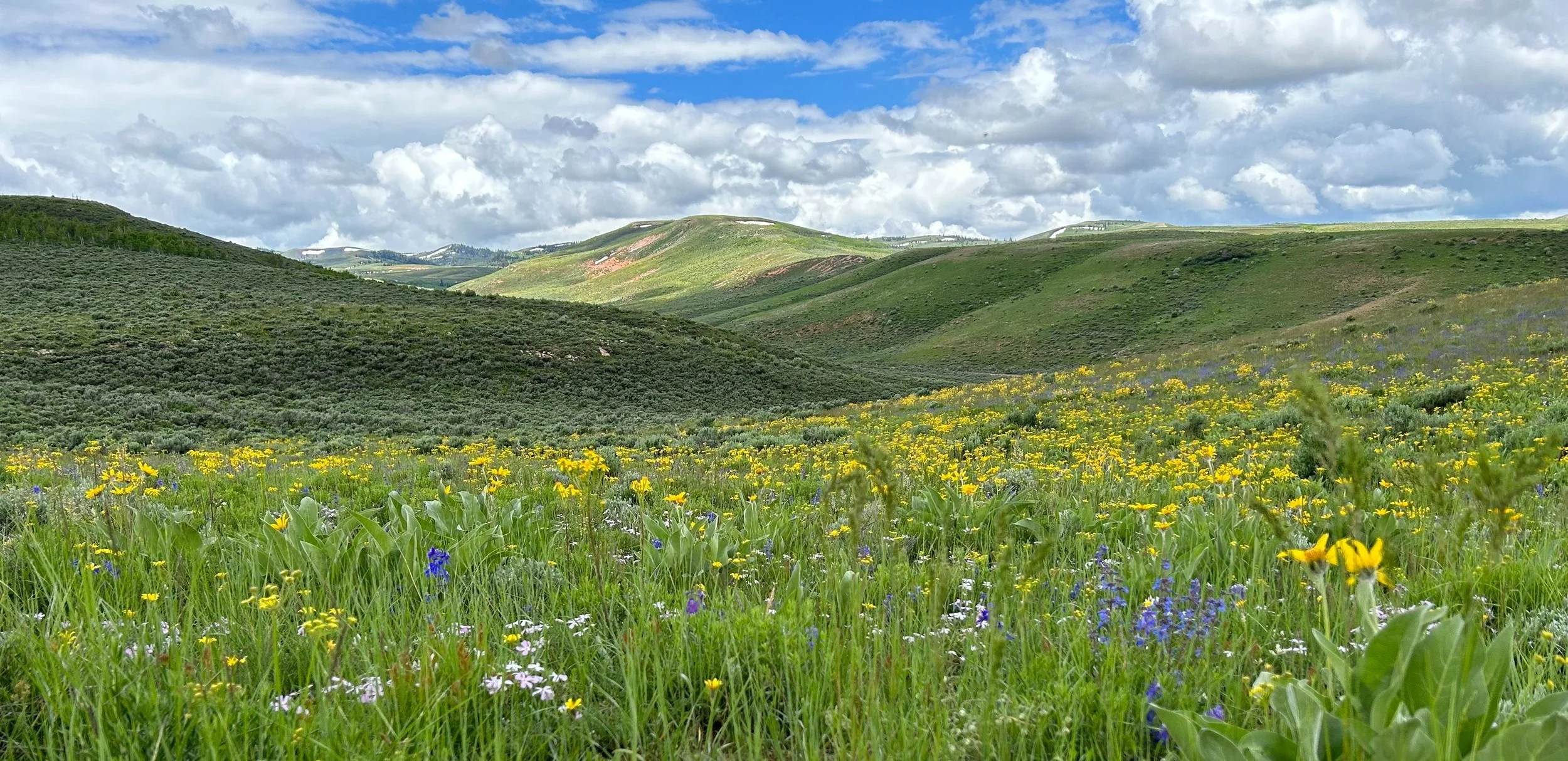 The Sagebrush Poet