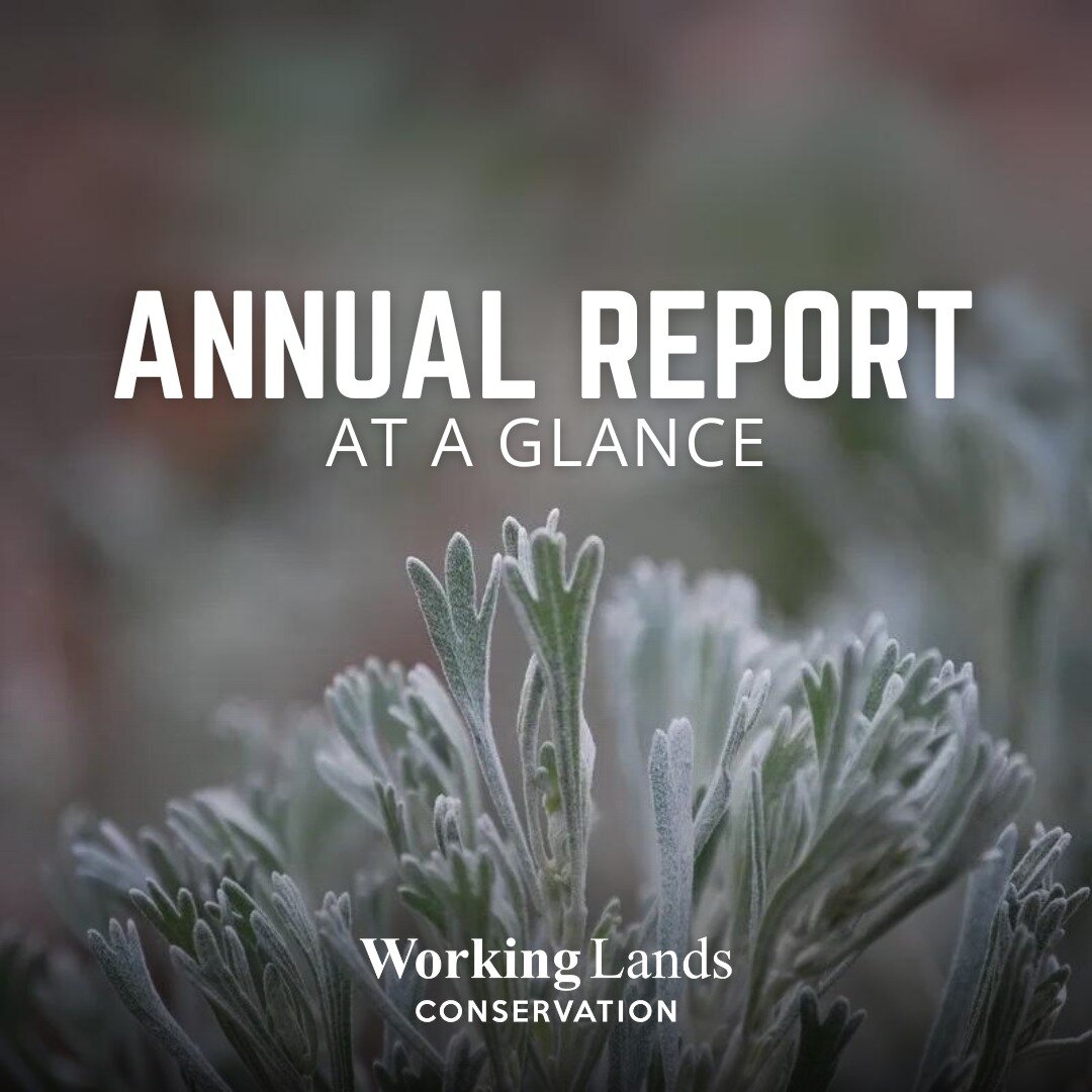 Our very first annual report is live! Follow the link in our bio to read up on our work this past year.

#rangelands #range #science #conservation #restoration #livestock #sustainablelandscapes #sustainability #science #ecology #agroecology #publicla