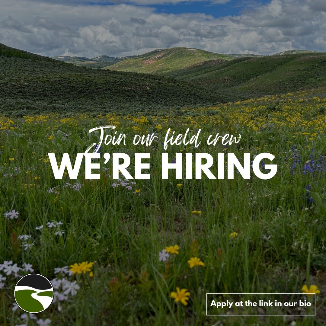 One spot opened up on our field crew- apply today!!

We are hiring one more field technician for 2024! Are you looking for a job where you can work outside and contribute to groundbreaking science? WLC is the place for you!

📍Logan and Randolph, UT
