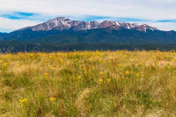 Calling all Young Ranchers!