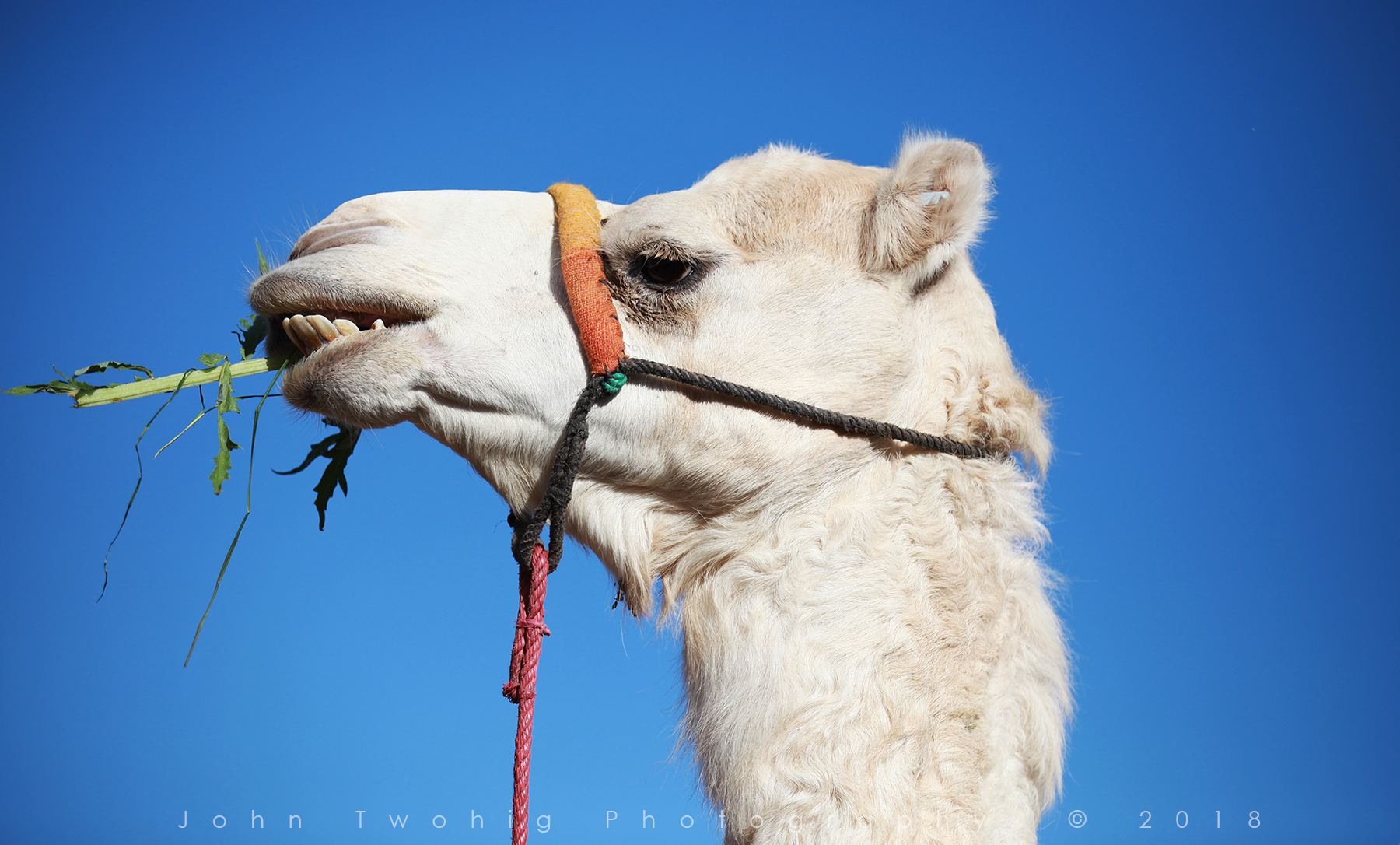 Web Maroc IMG_0542.jpg