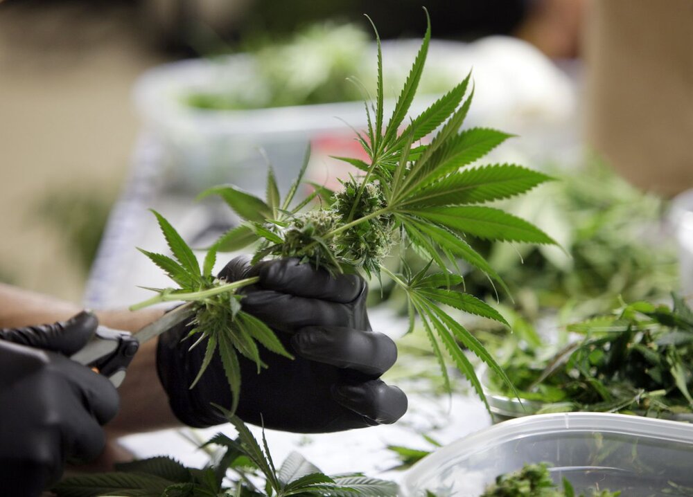 Is Marijuana Addictive? - VRP Blog - Victory Recovery Partners