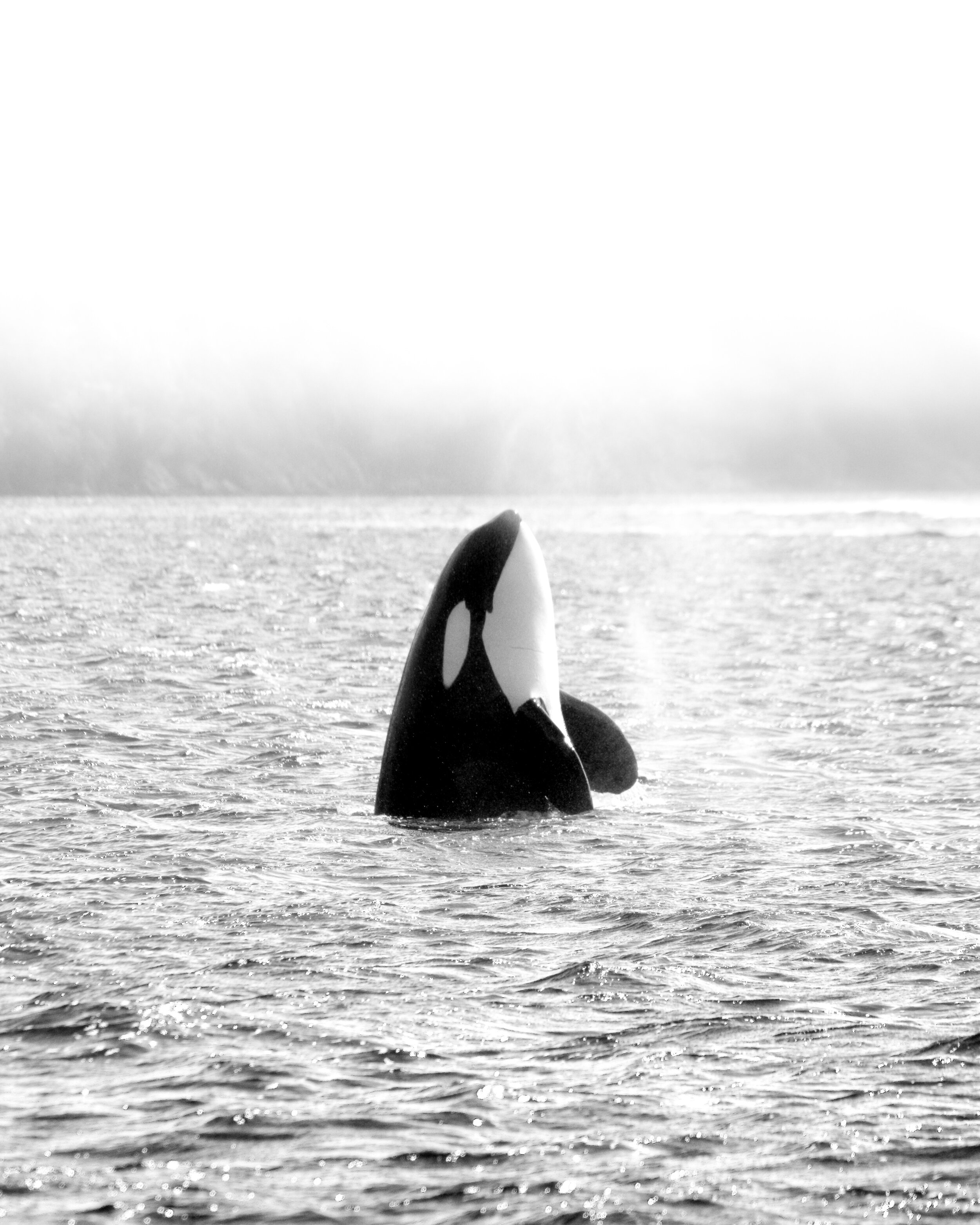 whale watching tour nanaimo