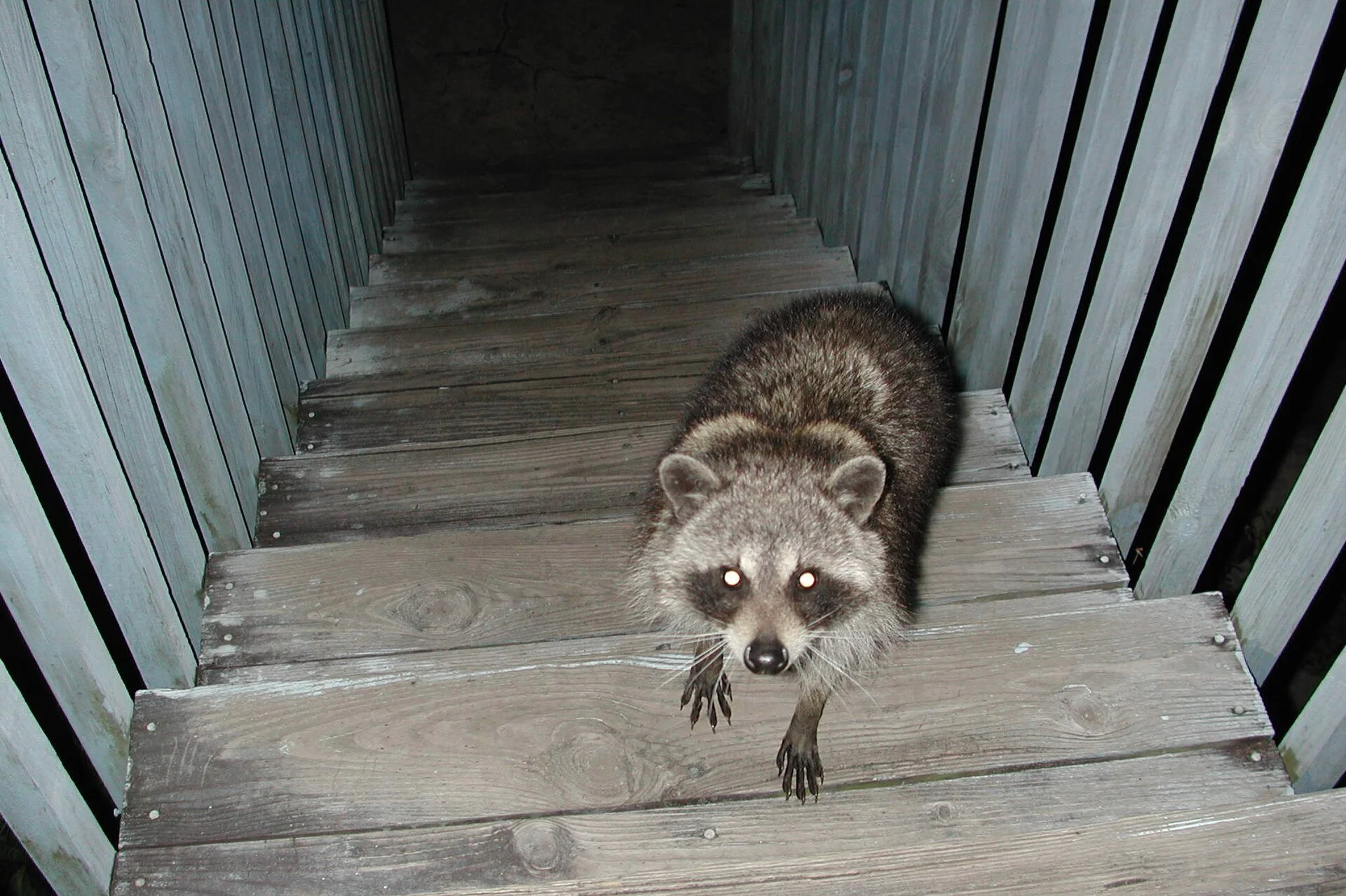 Rabid Raccoon in Rhinebeck: The Health Department Is Asking for Your Call