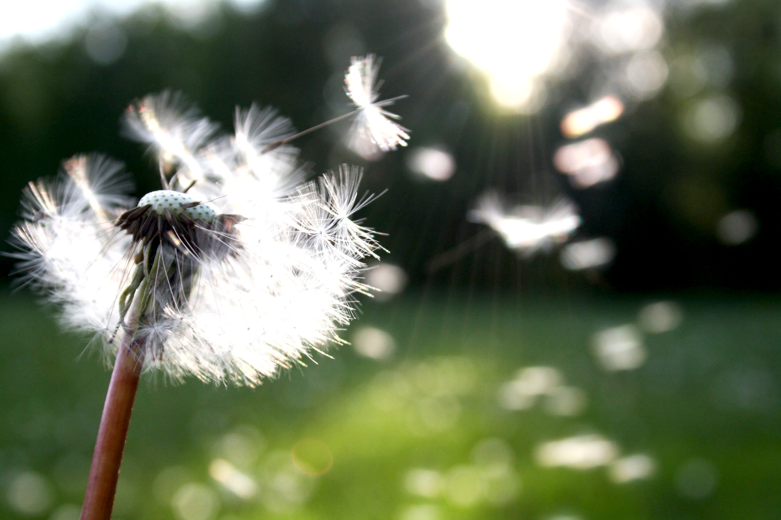 blowball-dandelion-dandelion-seed-54300.jpg