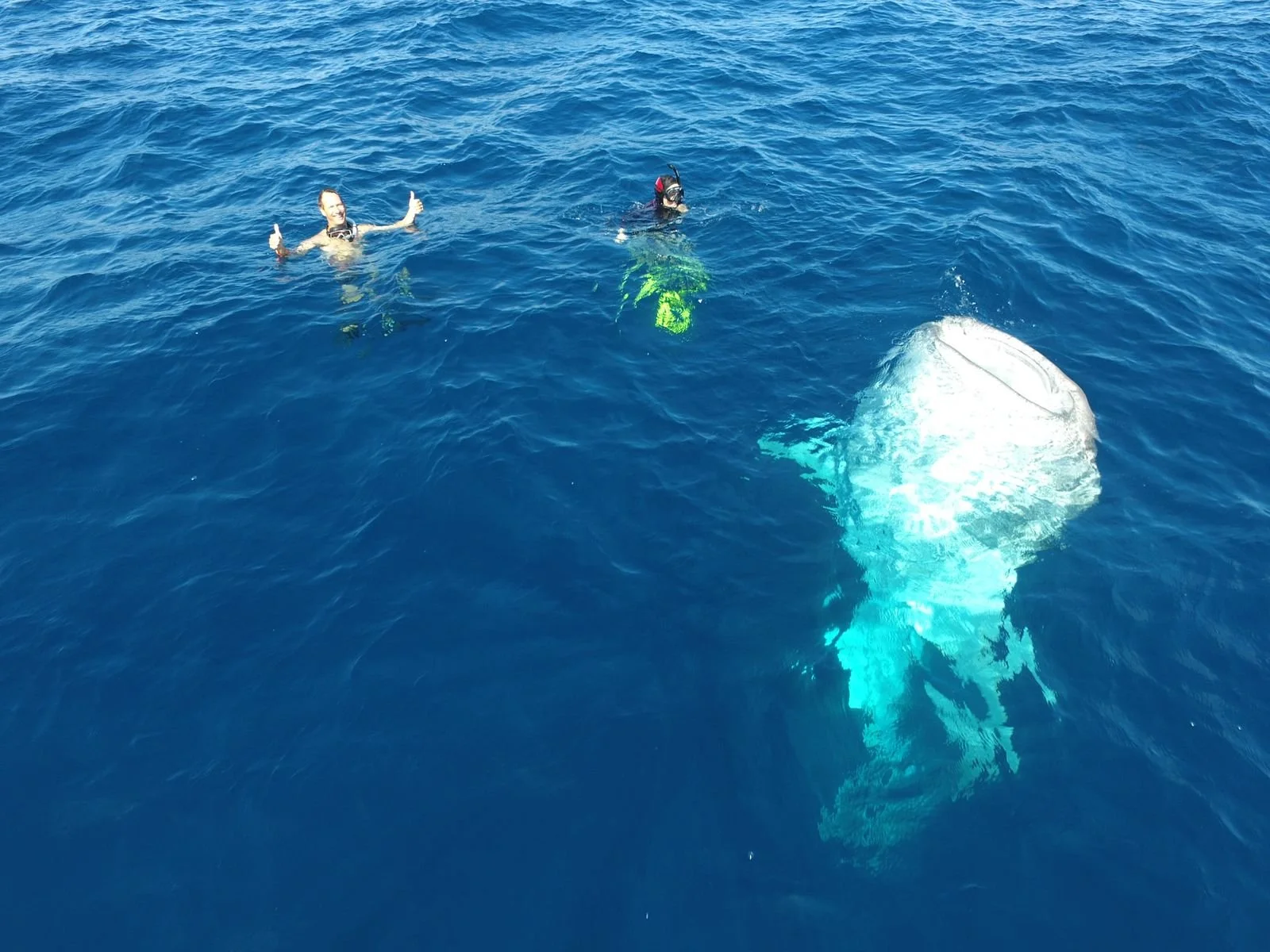 Whale shark misa.jpeg