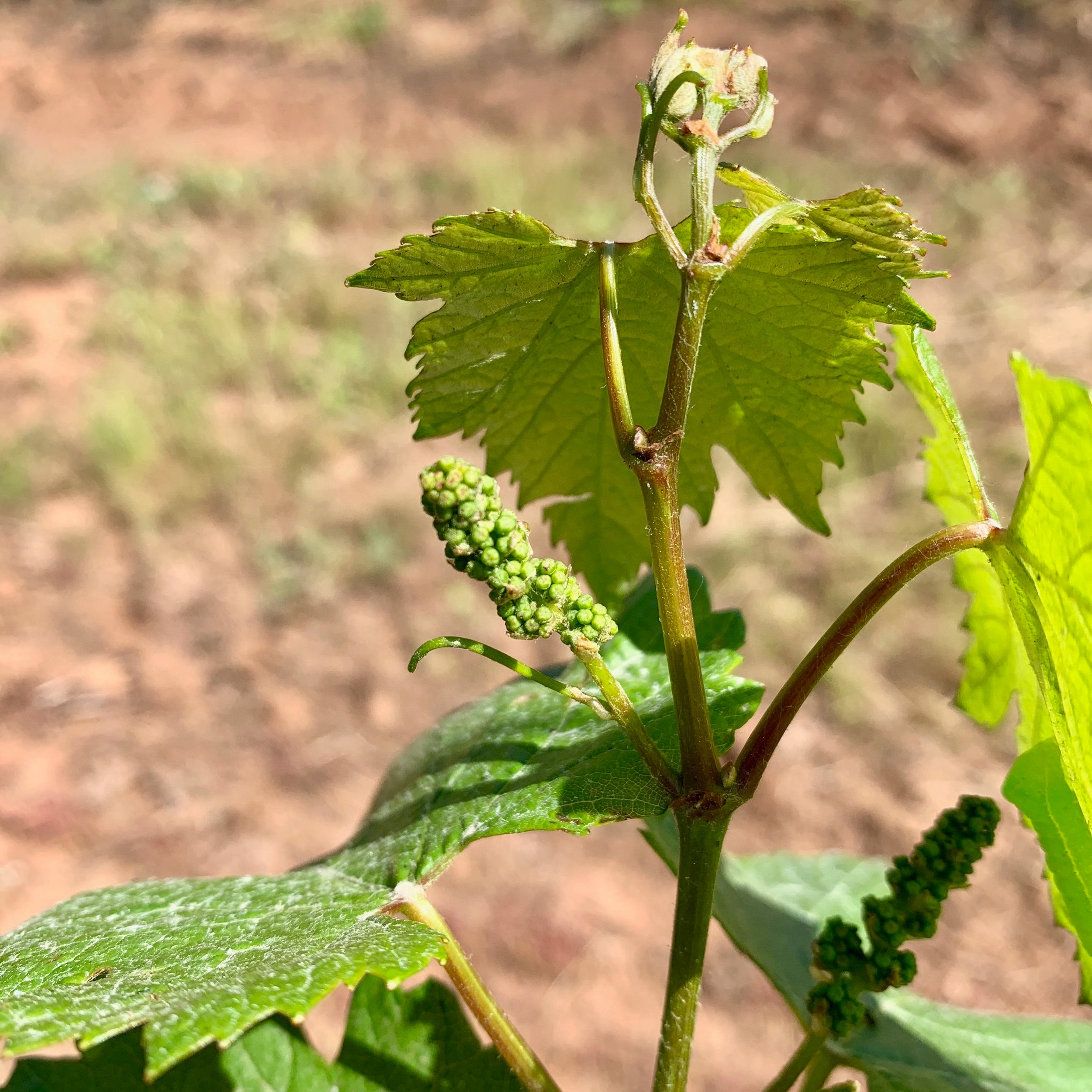 Phelps Creek Vineyards - bud break.jpg