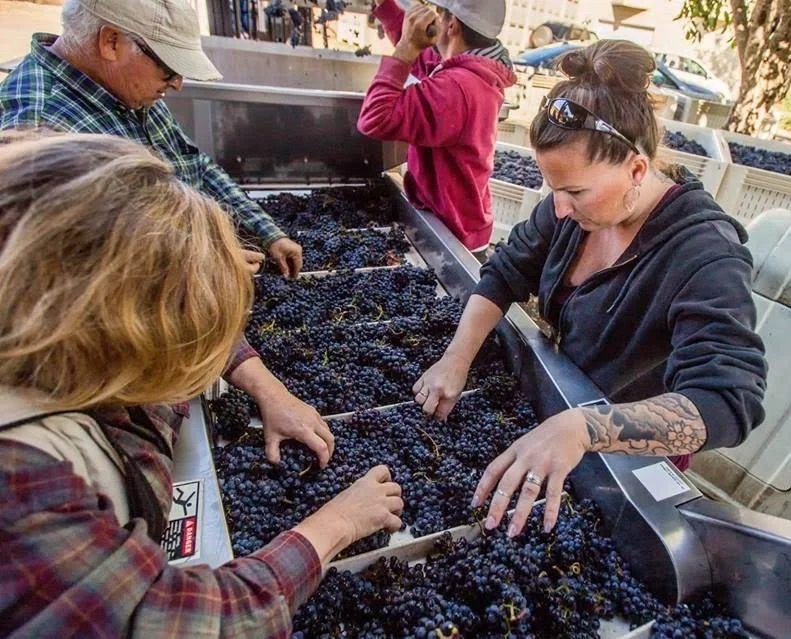 Image: Winemaking Team sorting grapes on Sorting Table at Winery