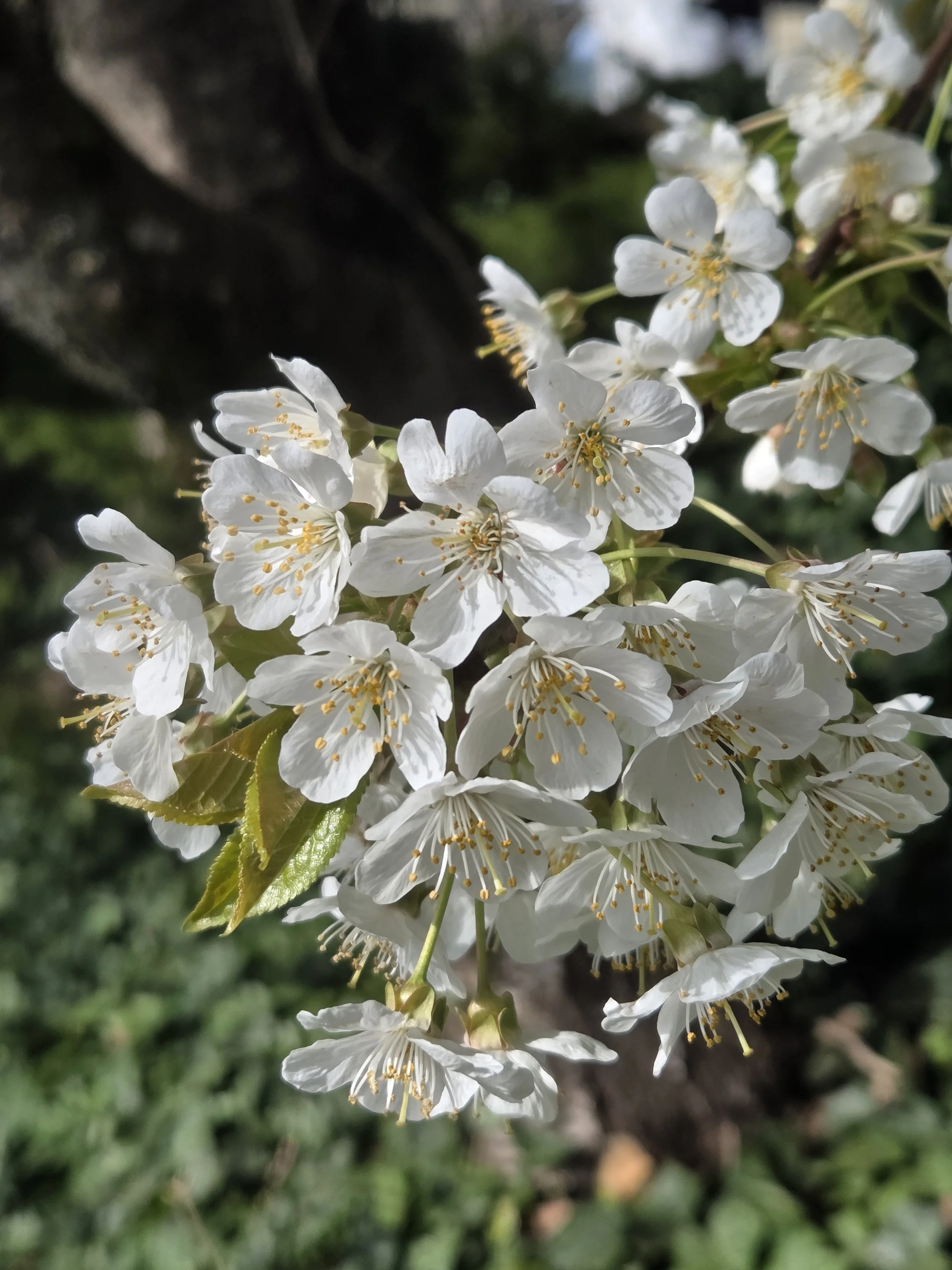 house_cherry_blossoms.jpg