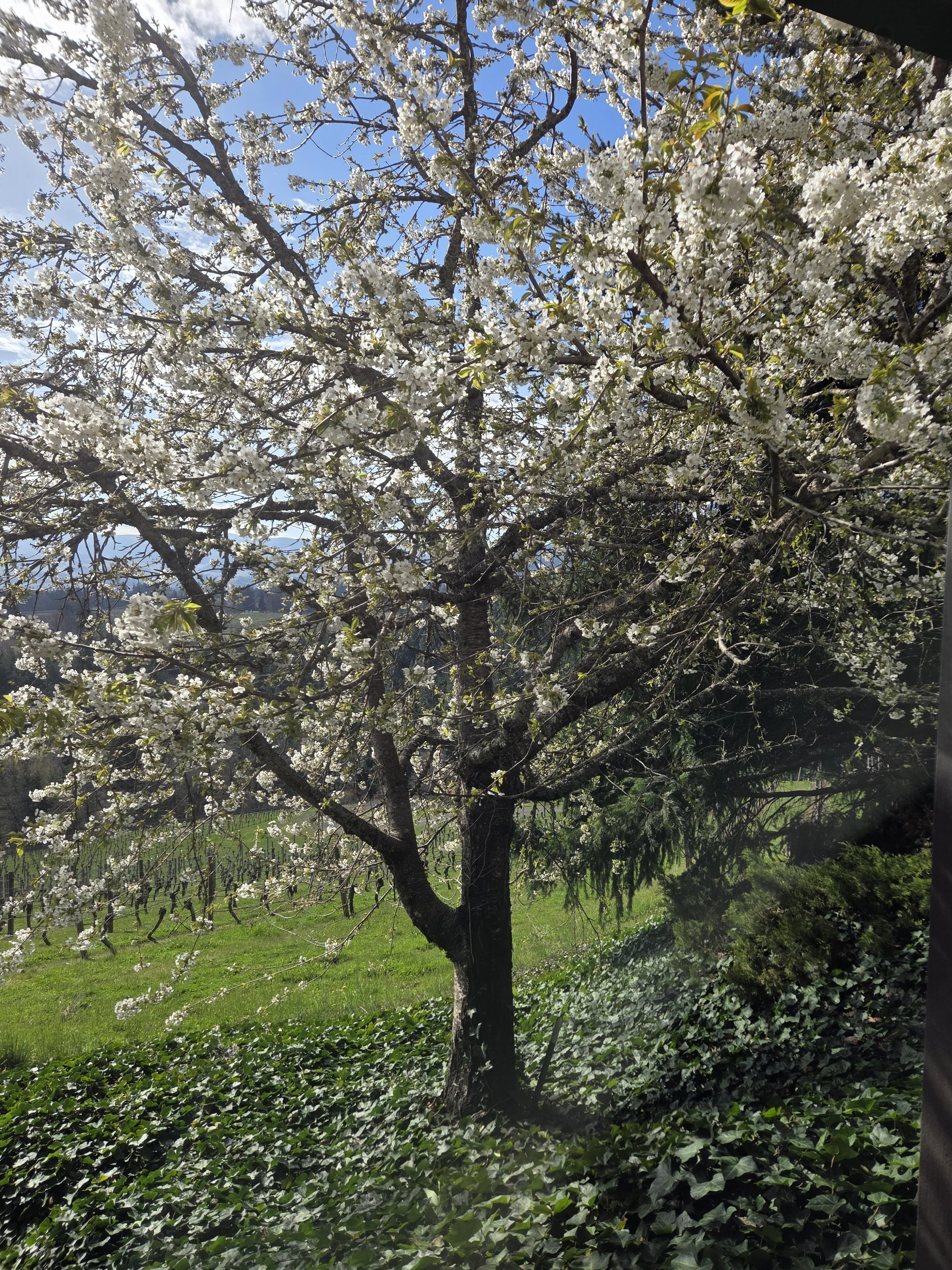 blooming_house_cherry_tree.jpg