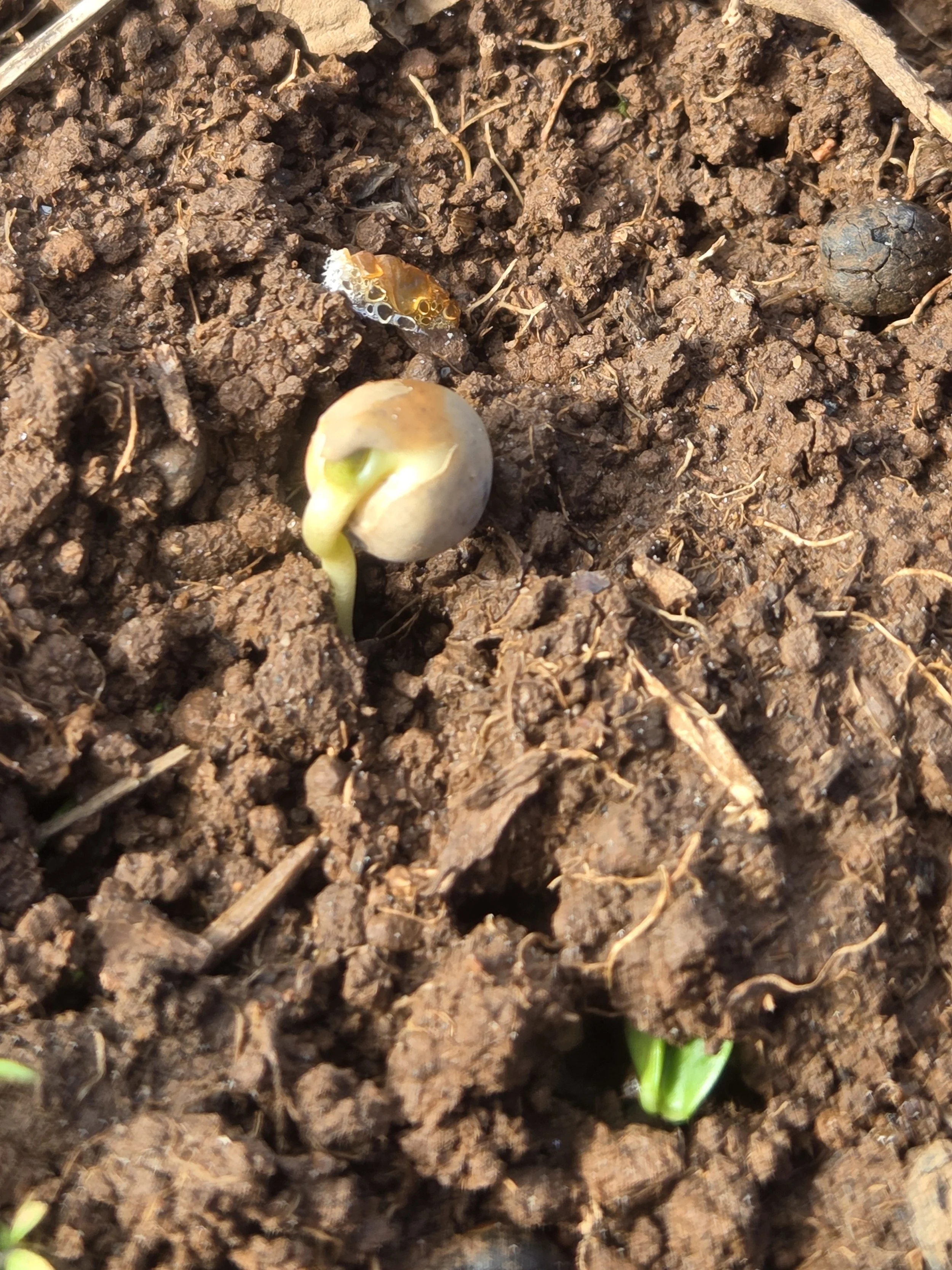 germinating_pea.jpg