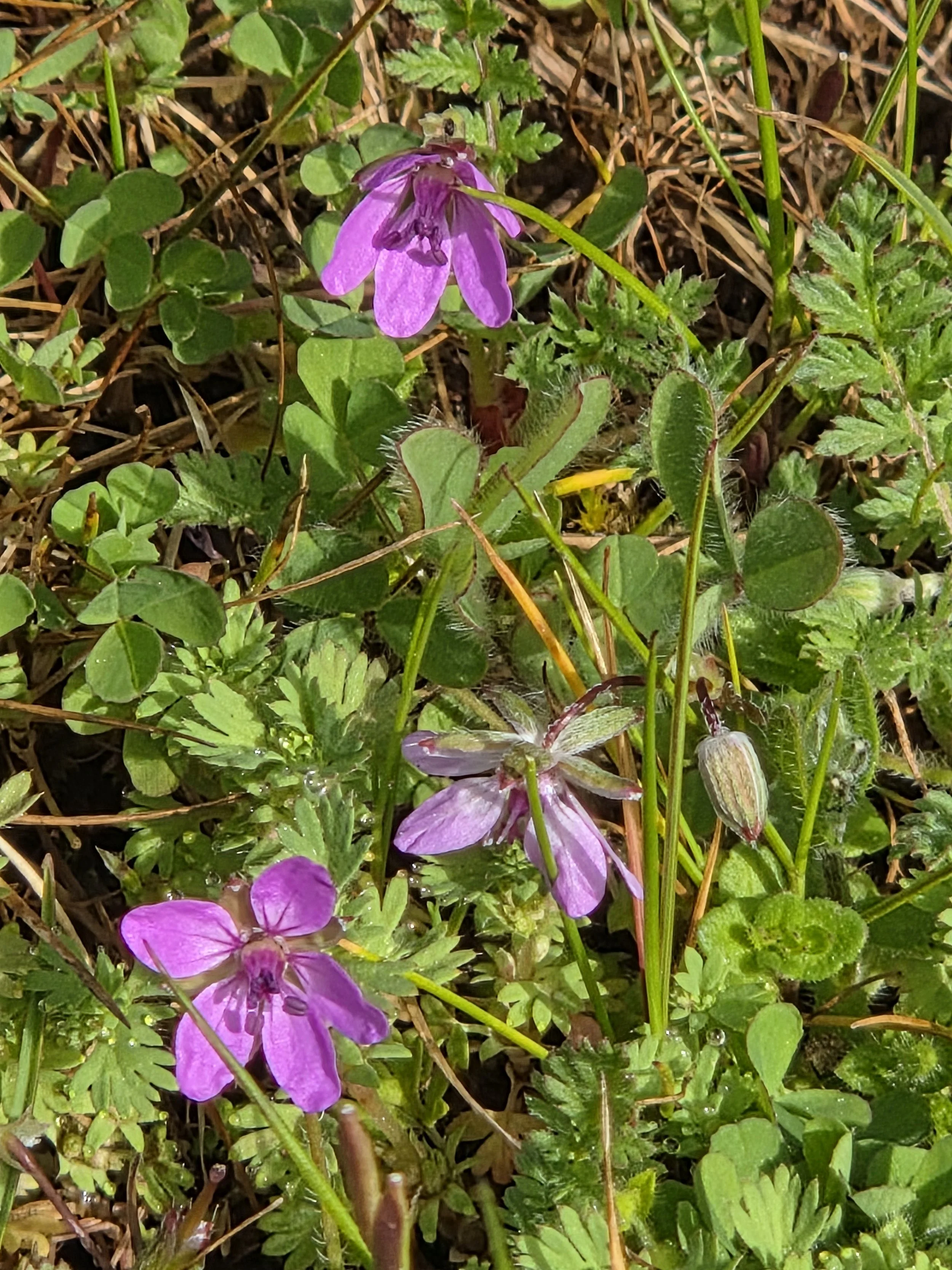 early_spring_groundcover.jpg