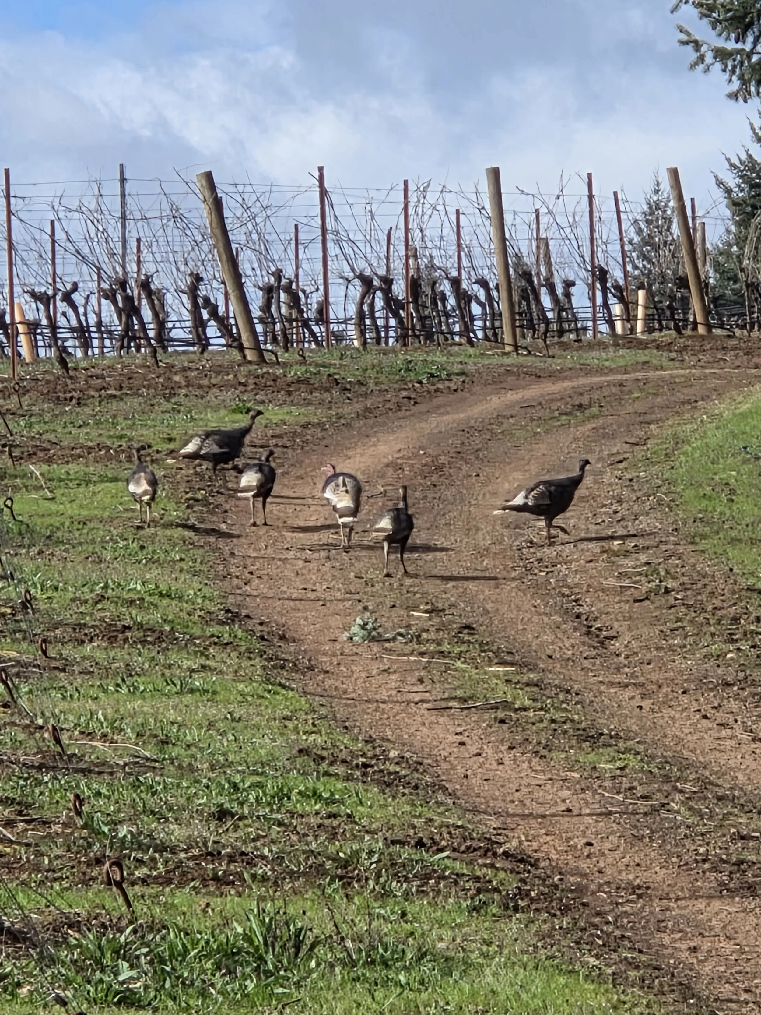 turkeys.jpg
