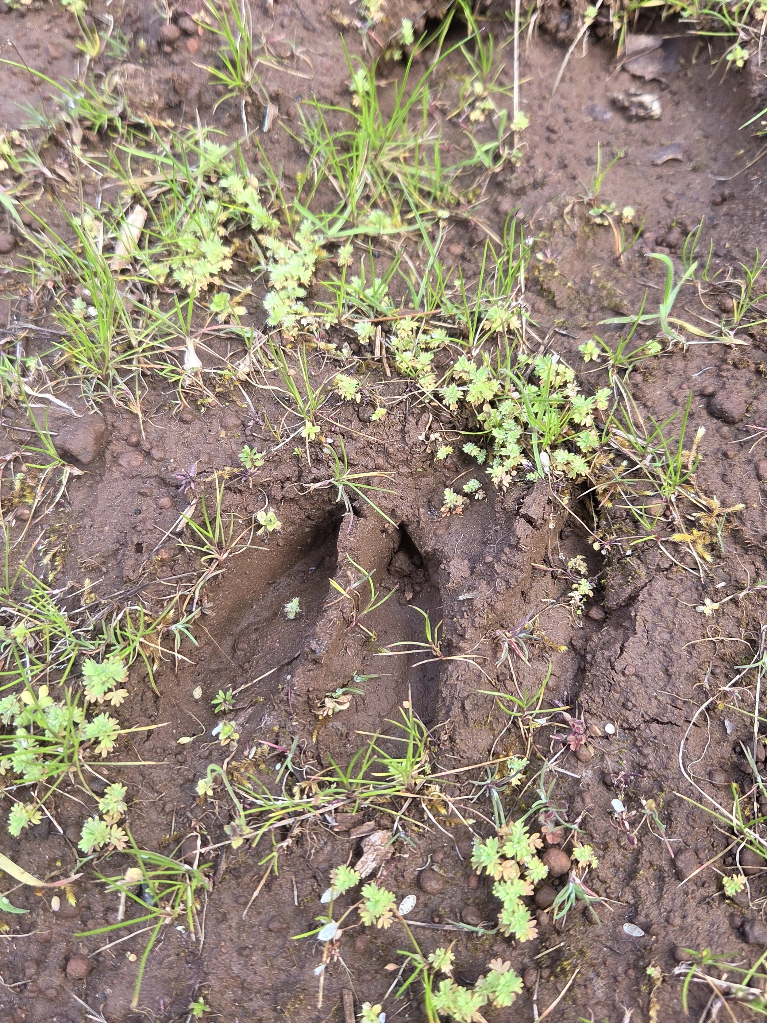 deer_print.jpg