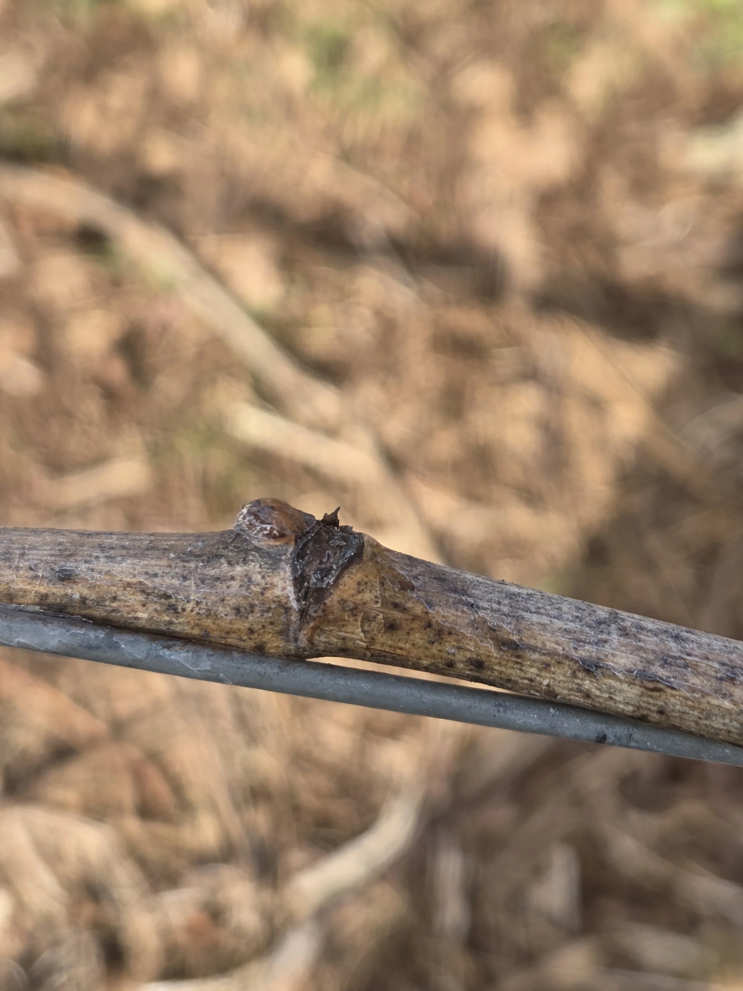 dormant_bud (1).jpg