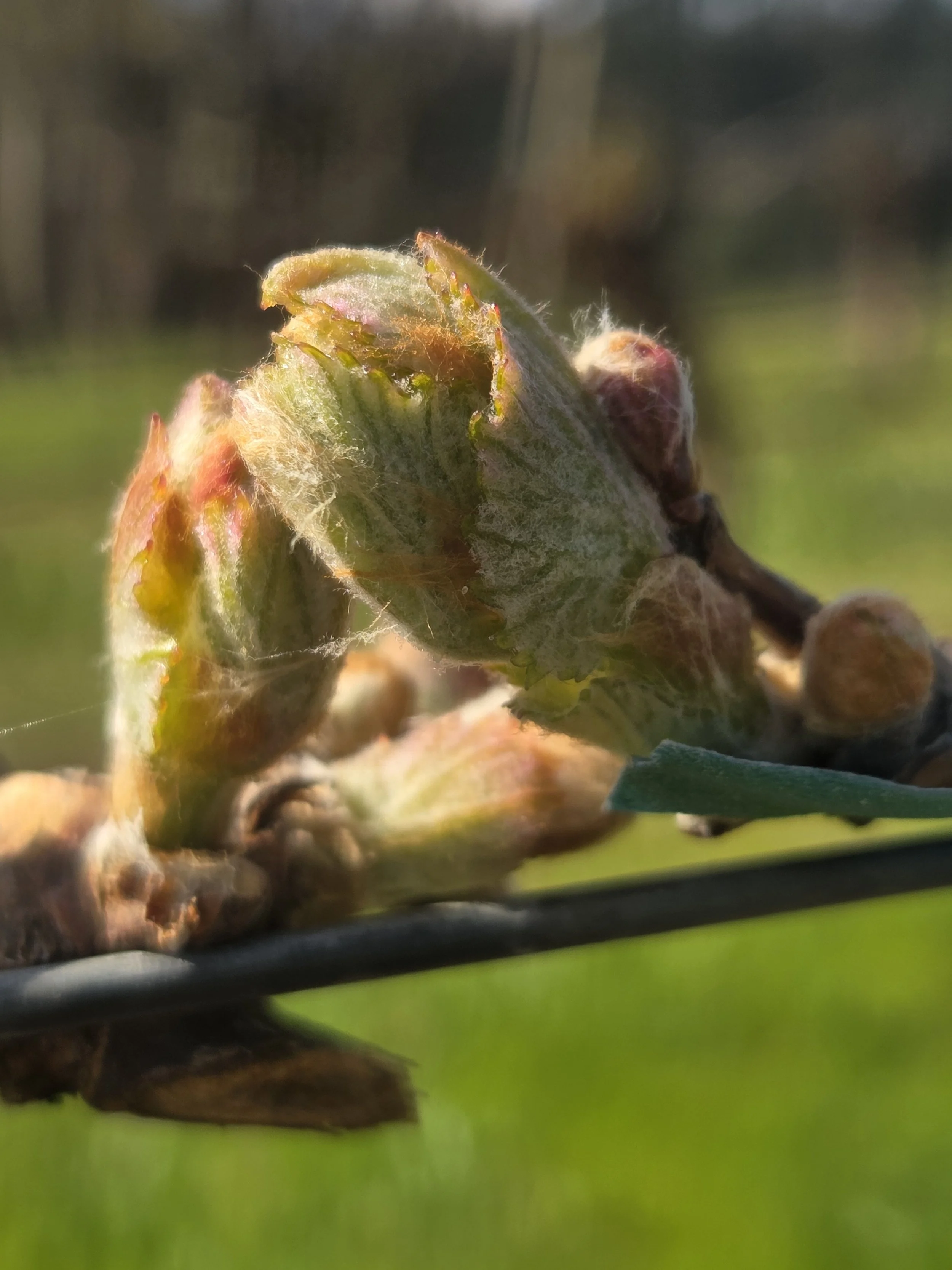 bud break 4.8.26-1.jpg