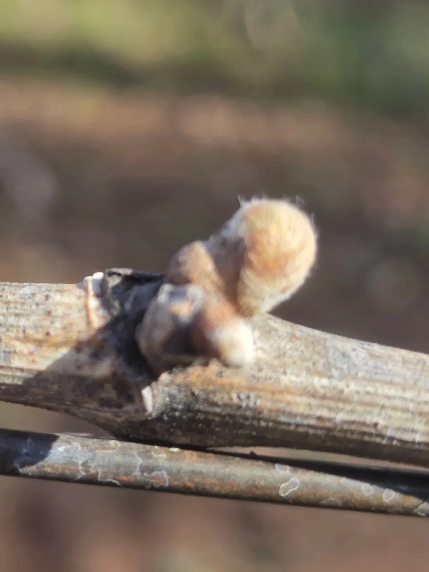 small_woolly.jpg