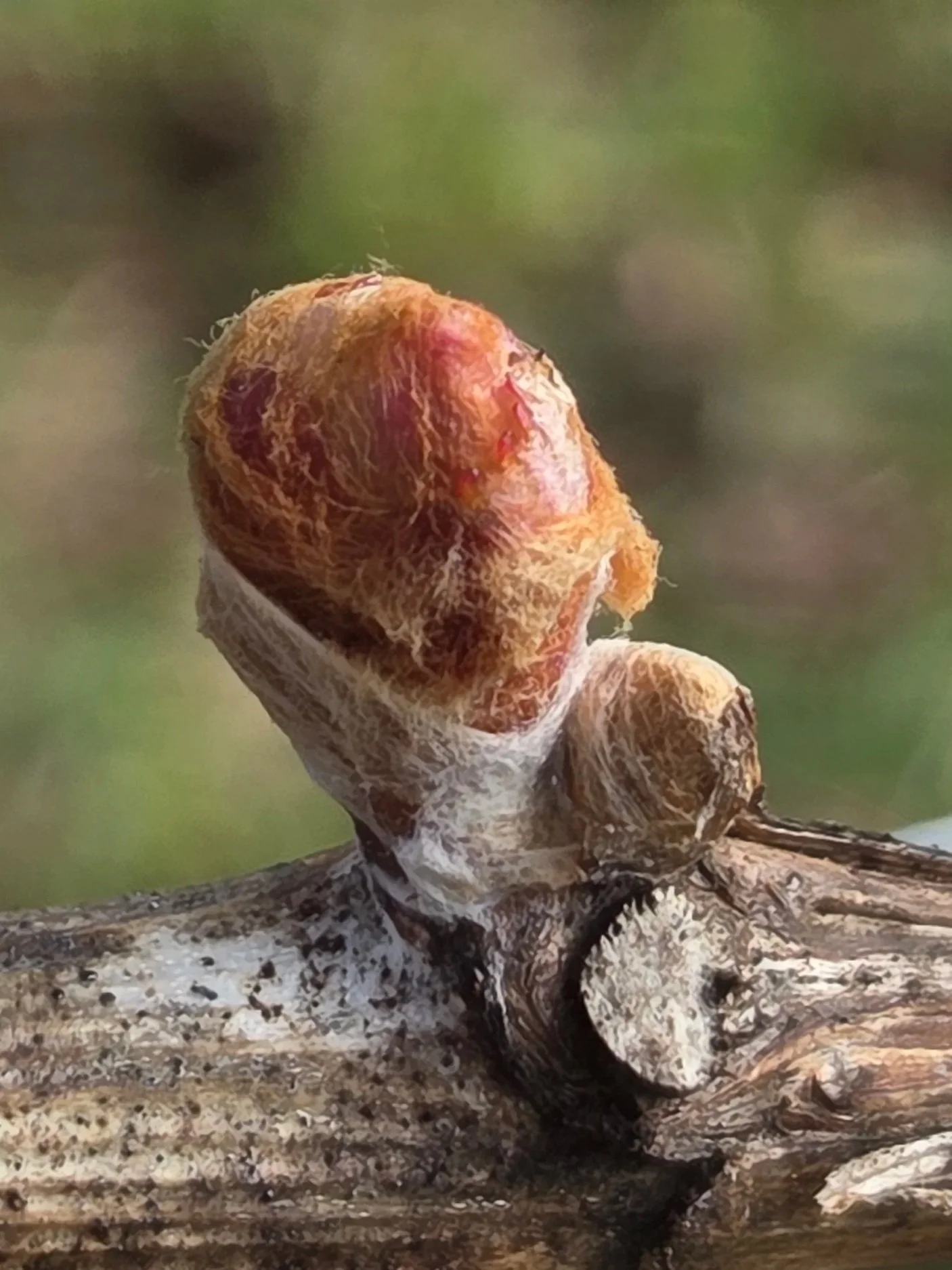 woolly_bud+%281%29.jpg