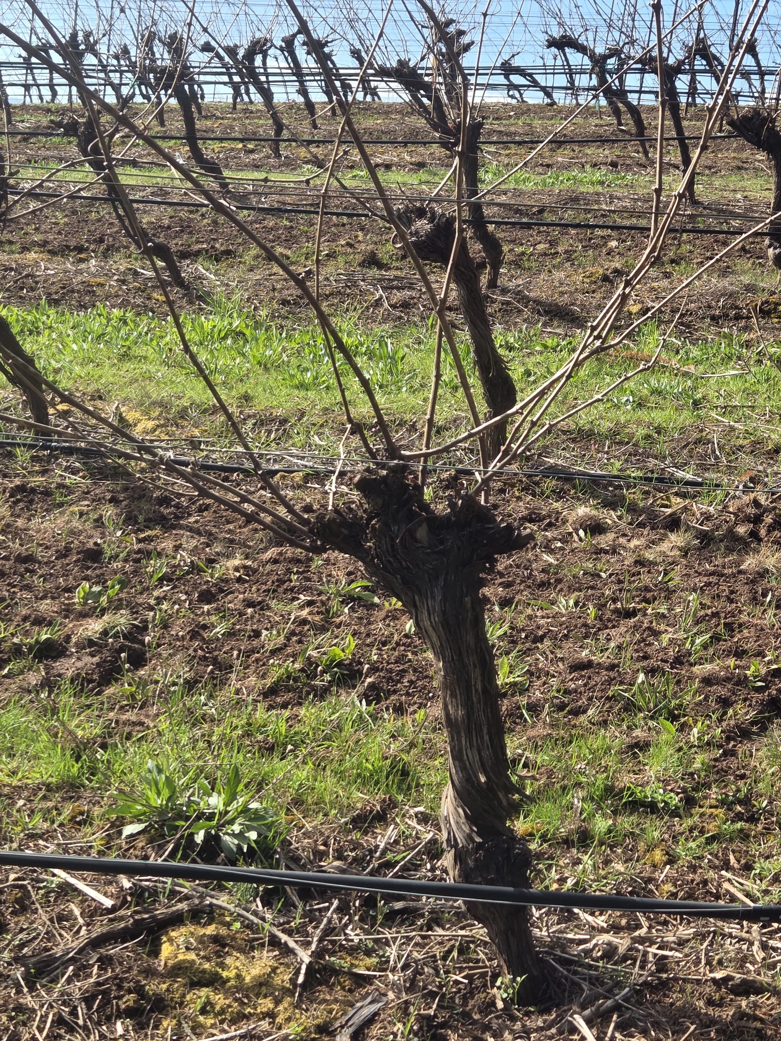 partially_pruned_vine.jpg
