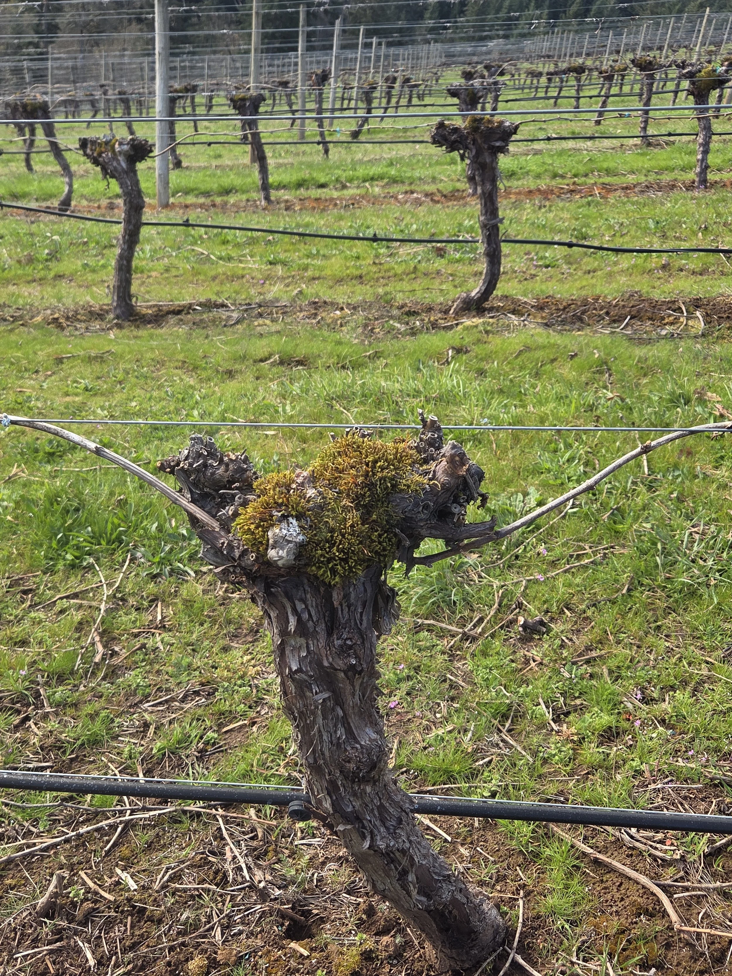 pruned_vine_3.jpg