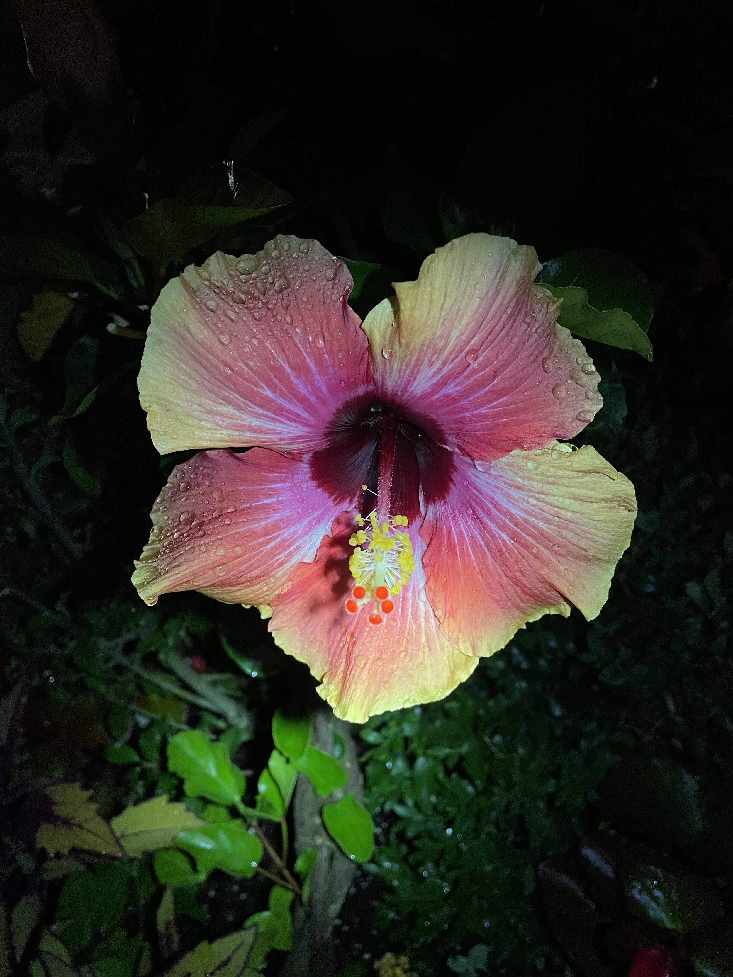 IMG_4953.jpeg