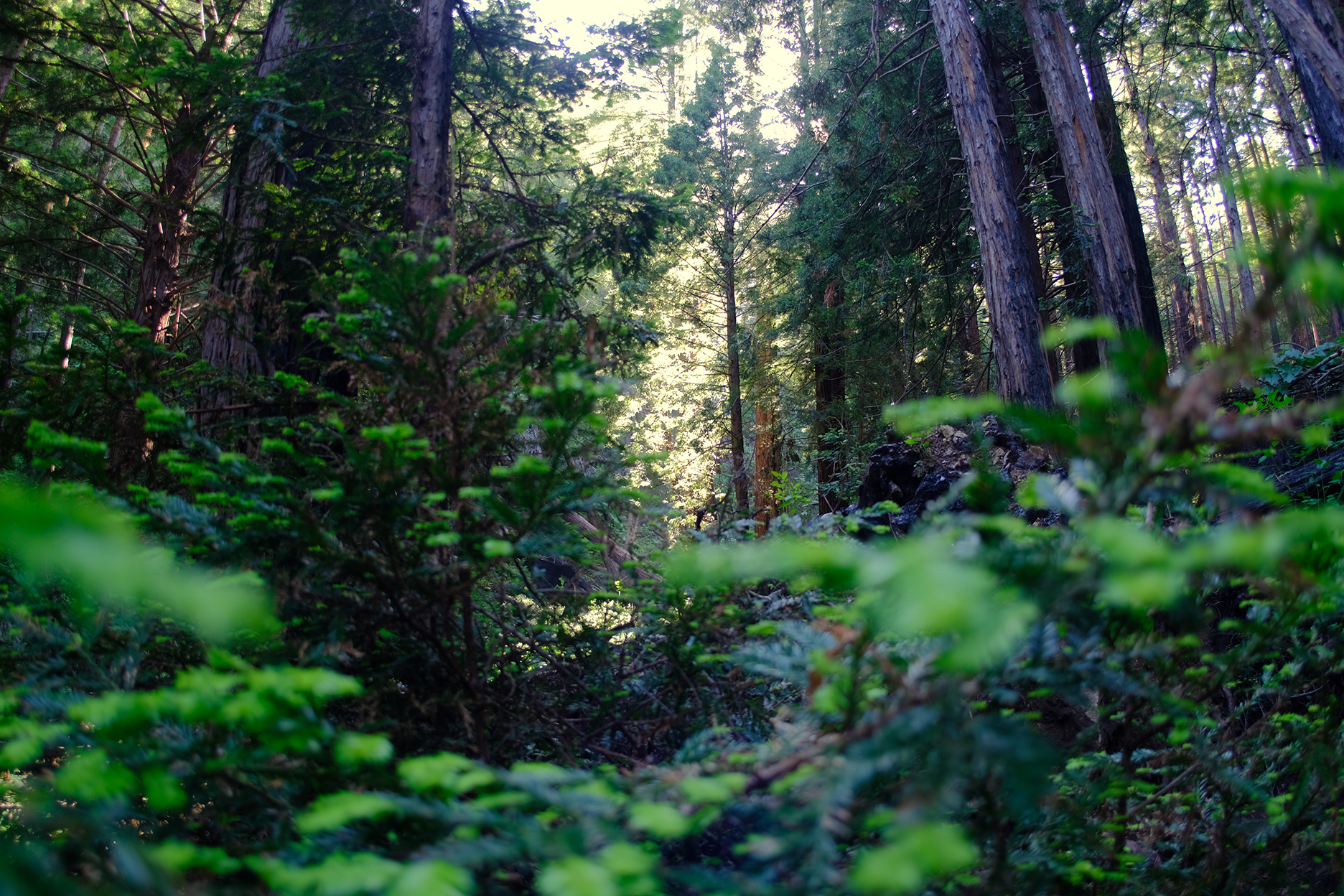BigSur_HIKE_v08s.jpg