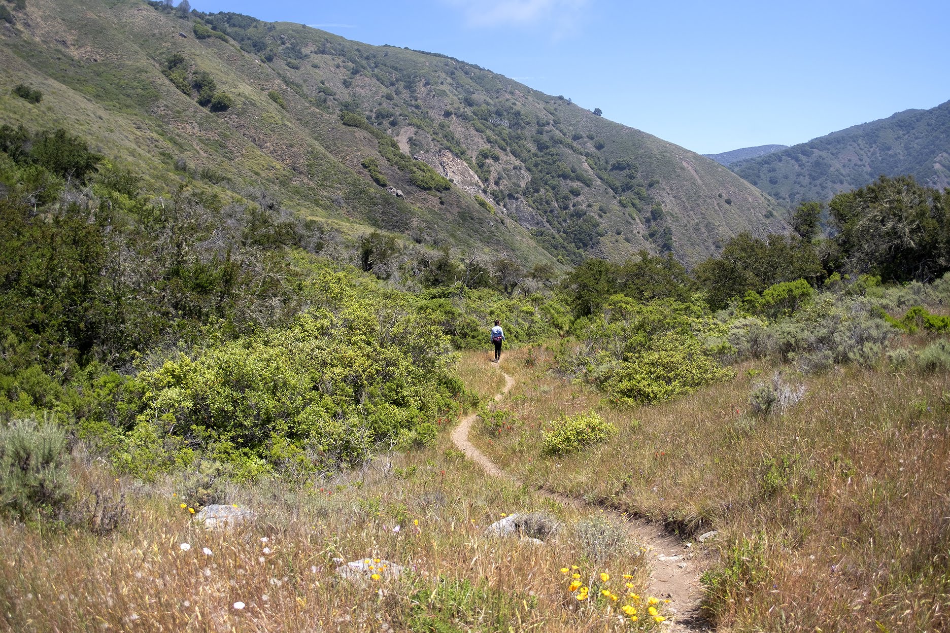BigSur_HIKE_Erica_v09s.jpg