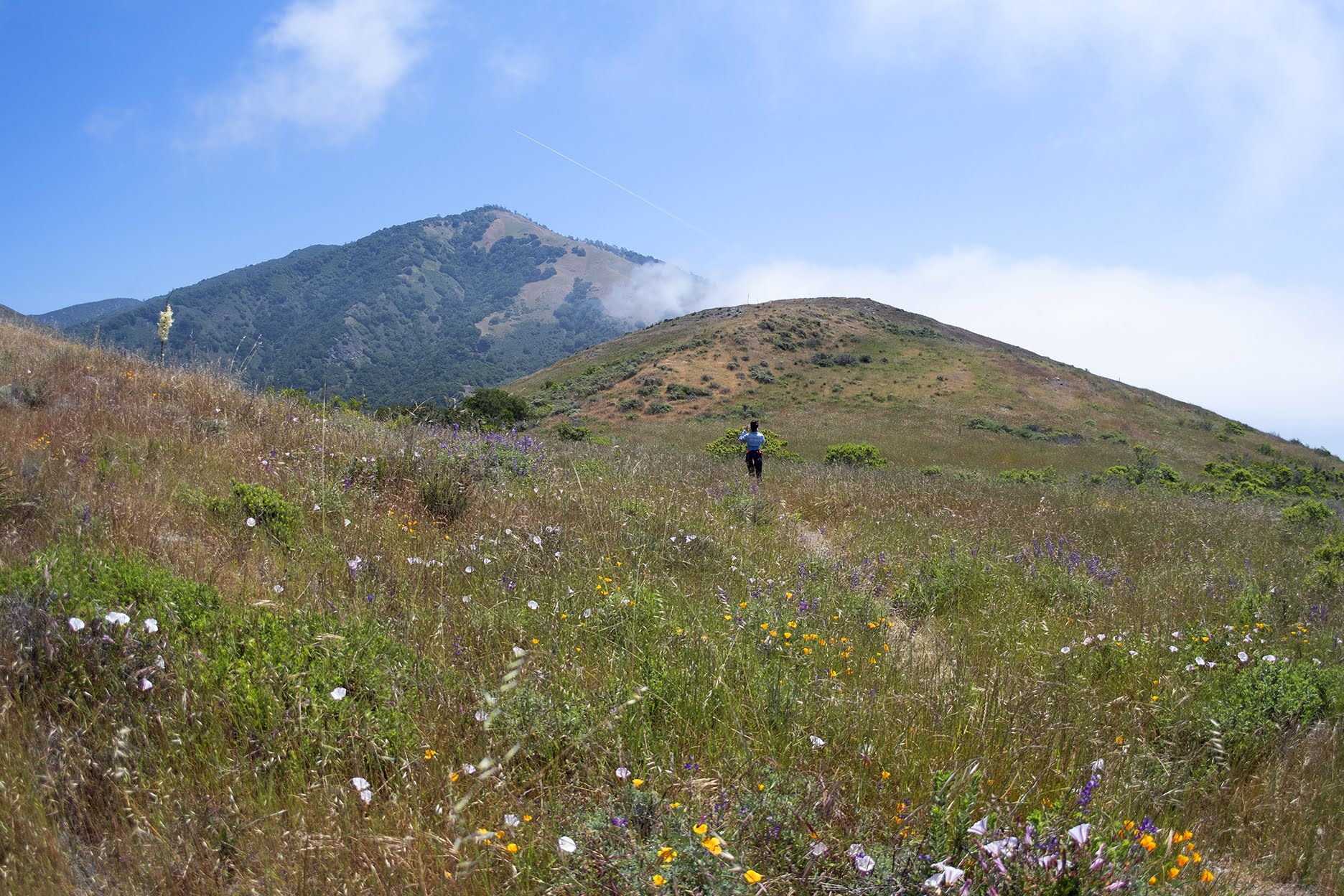 BigSur_HIKE_Erica_v11s.jpg