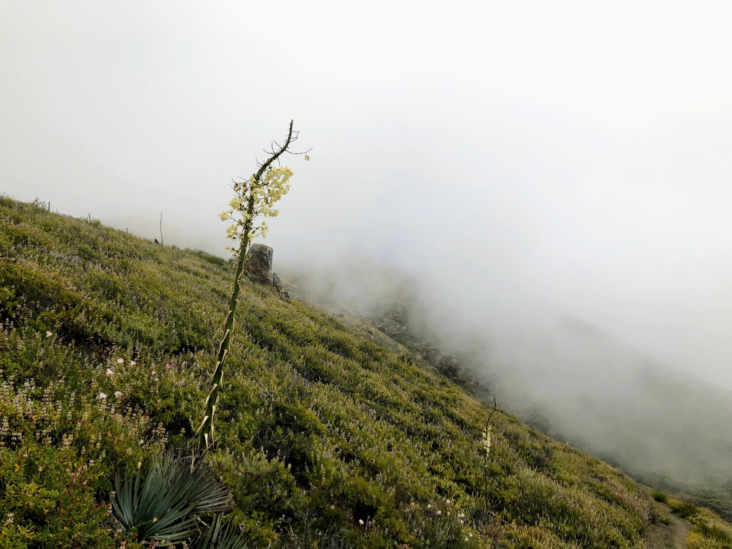 BigSur_HIKE_v08s.jpg