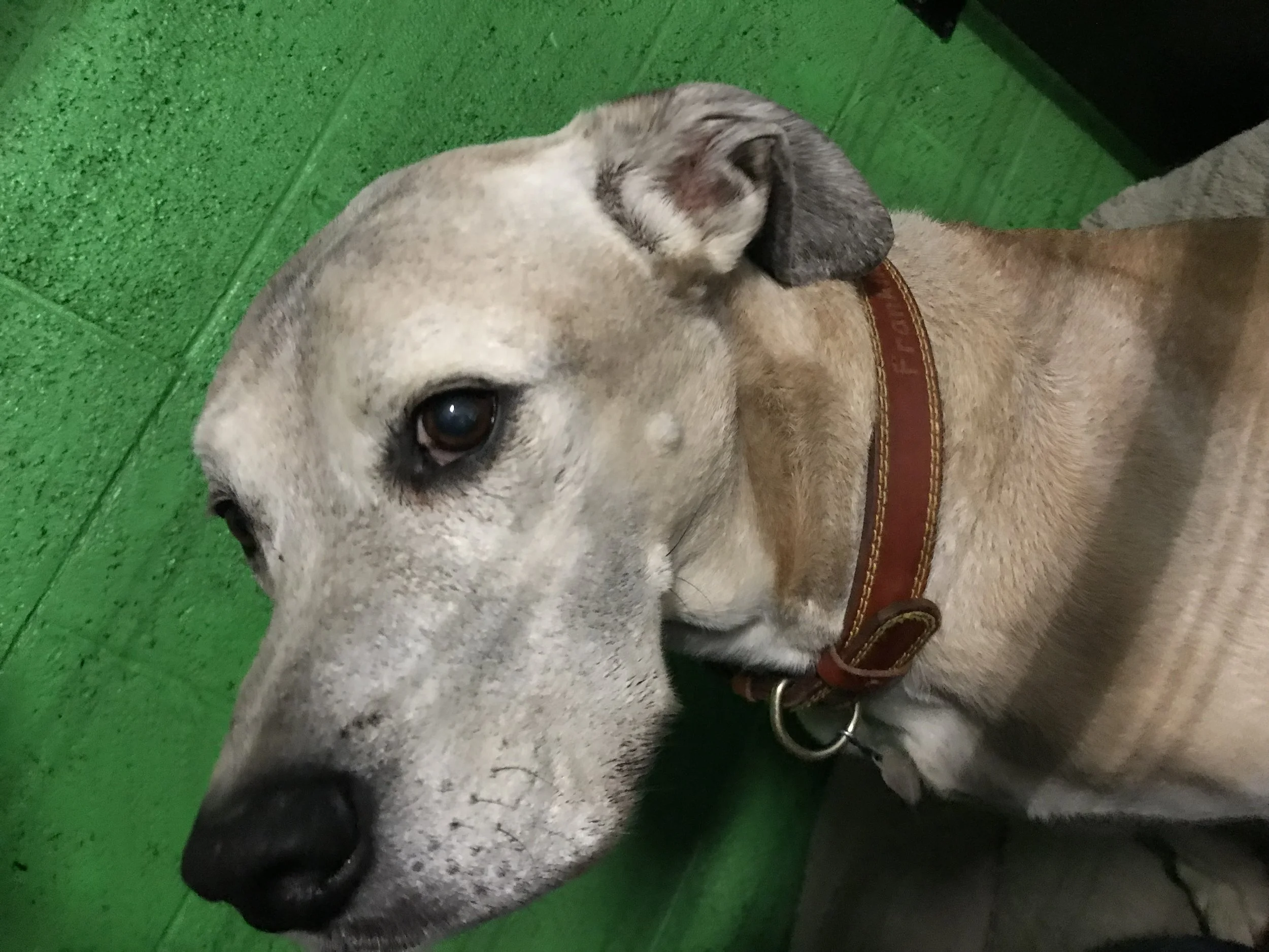 closedog2.jpg