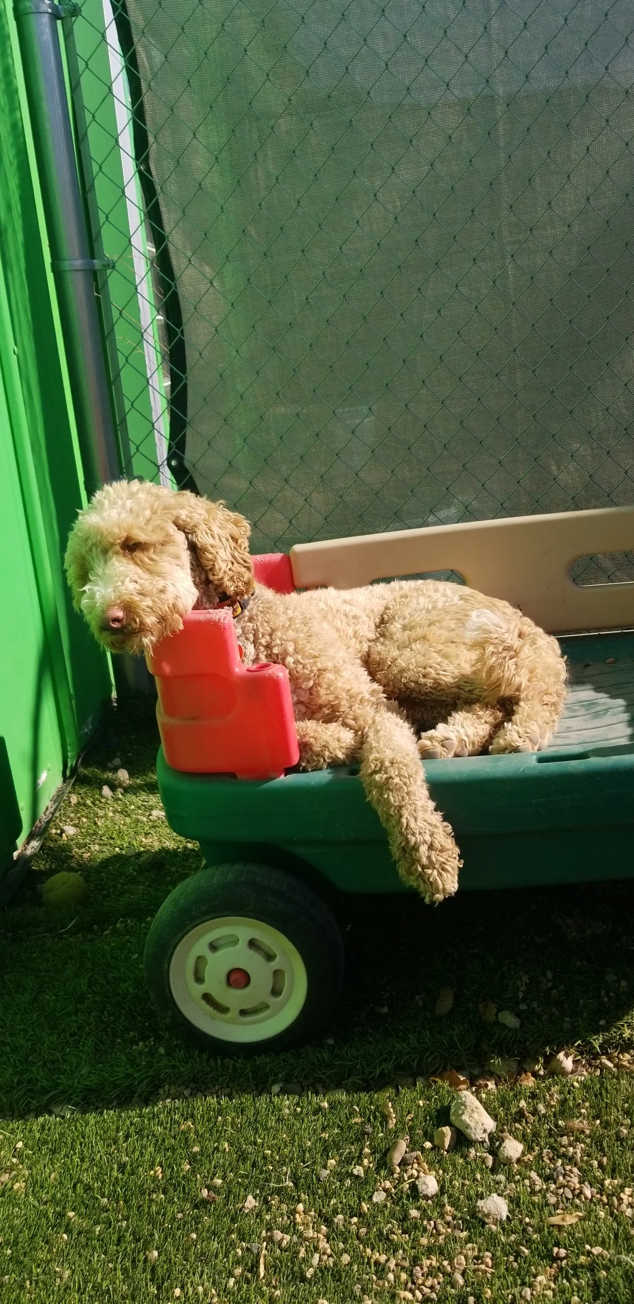 JennyDog-insun.jpg