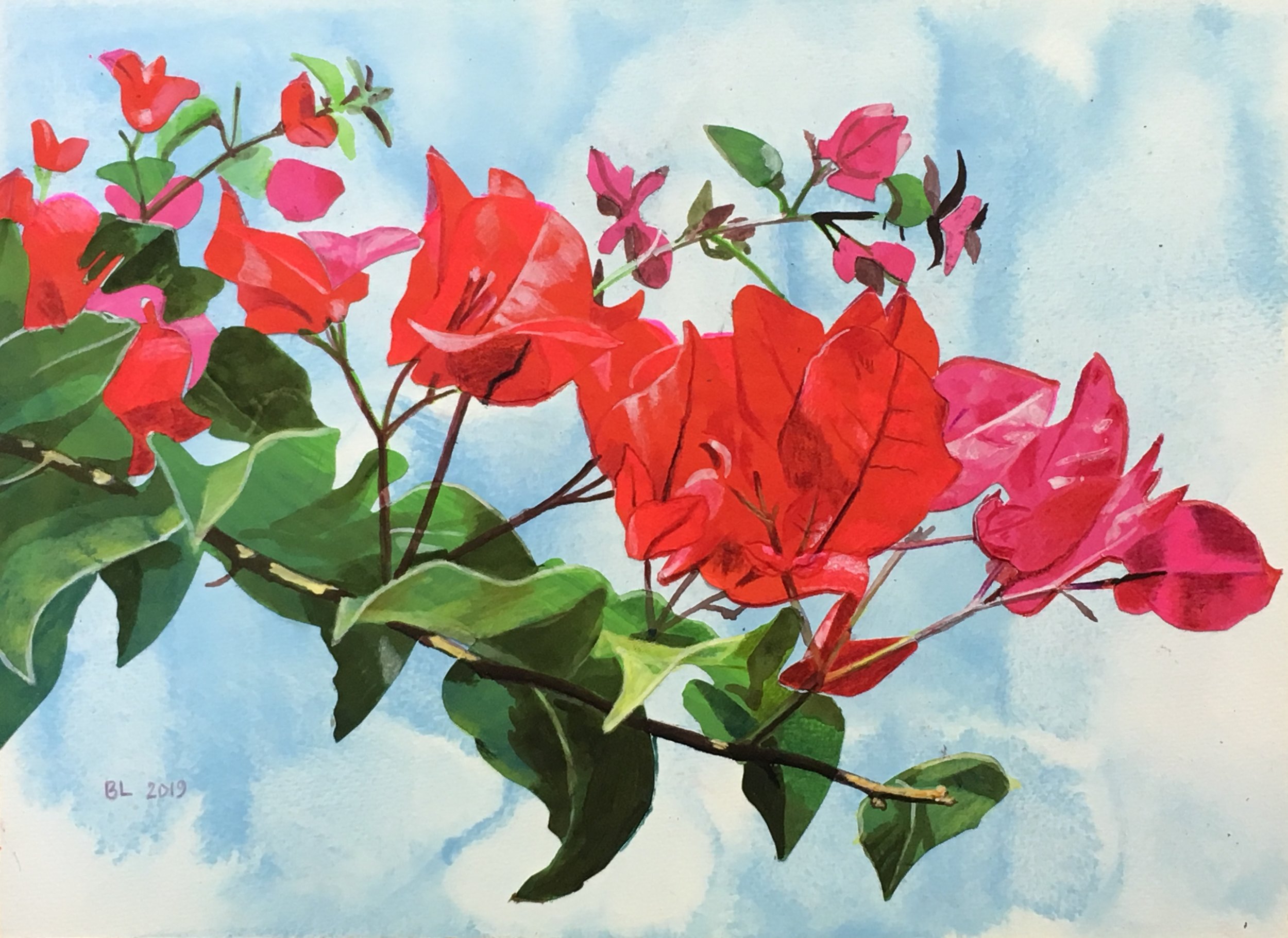 Bougainvillea 3