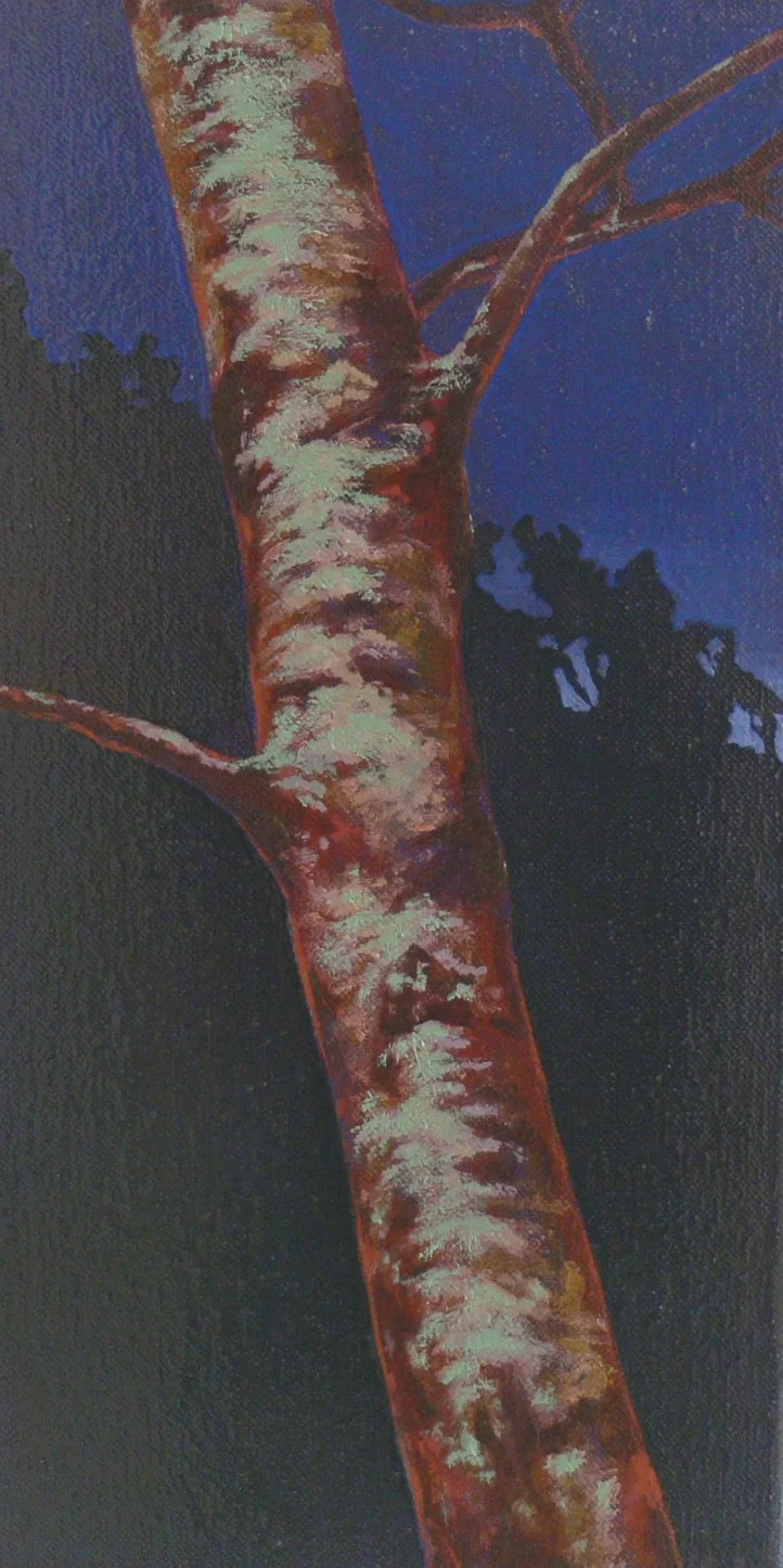 Silver Birch 1