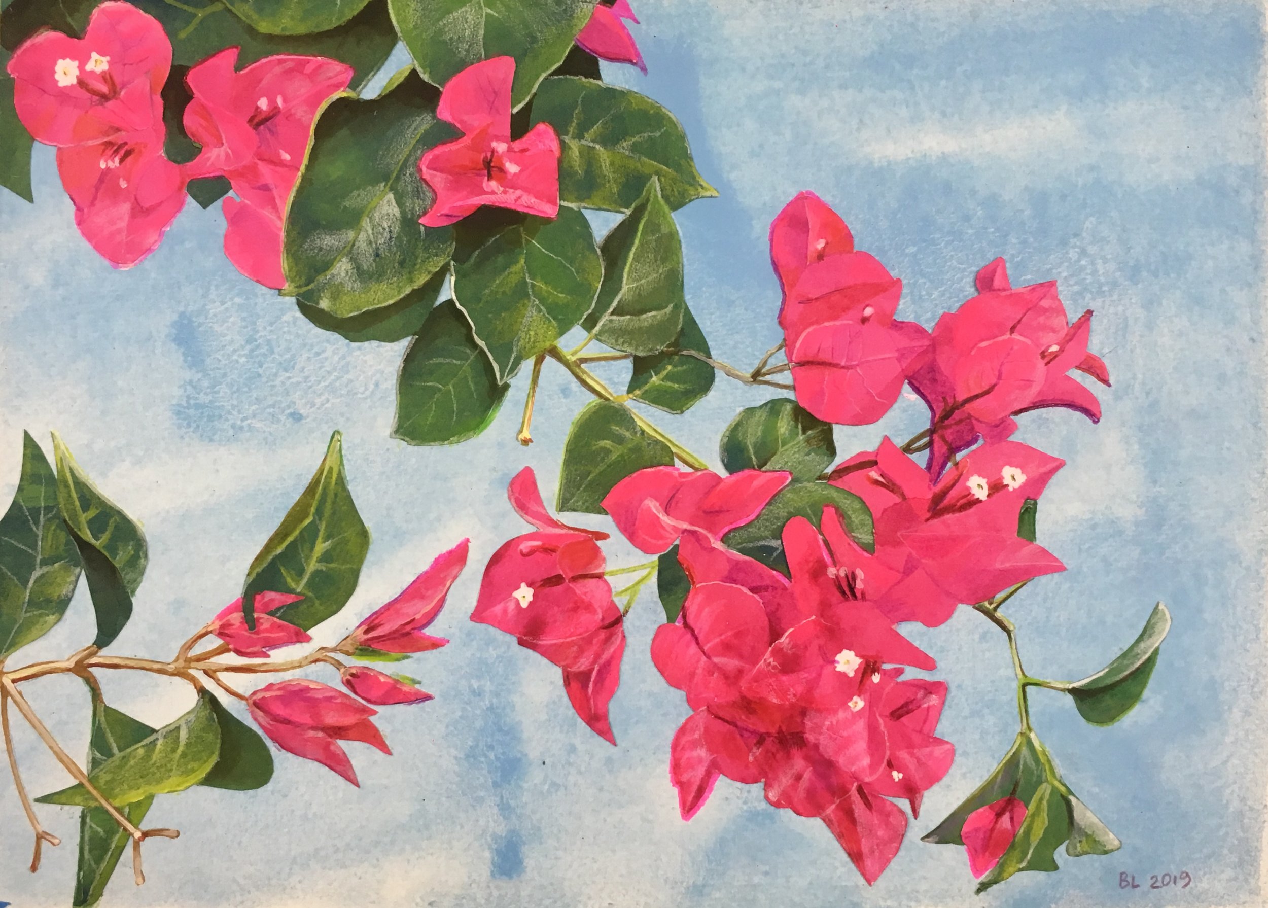 Bougainvillea 4