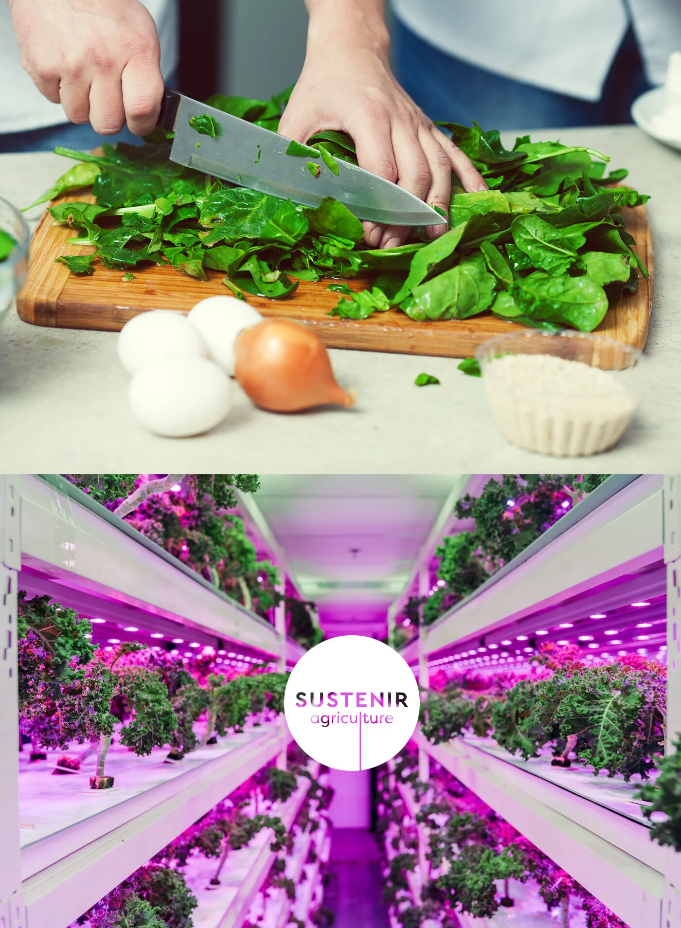 Sustenir Agriculture Singapore Branding - 13.jpg