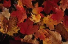 leaves.jpg