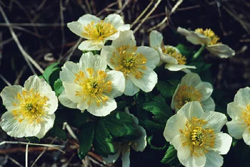 Homegrown Yoga Boulder!