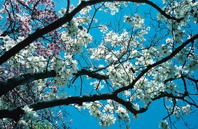 Happy Prevernal Explosion