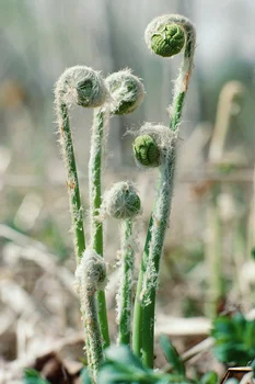 As the Fiddlehead Unfurls