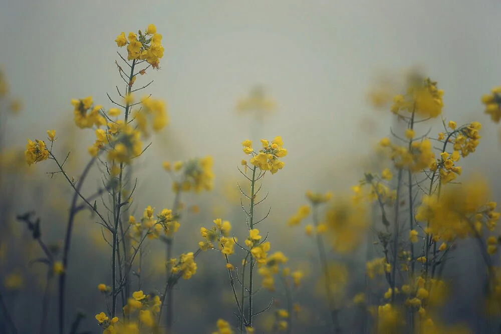 yellow flowers.jpg